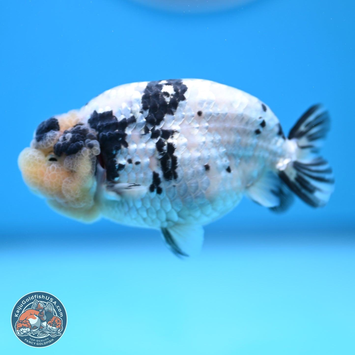 White Tiger Ranchu 4 inches (241025_RC09) - Kaiju Goldfish USA