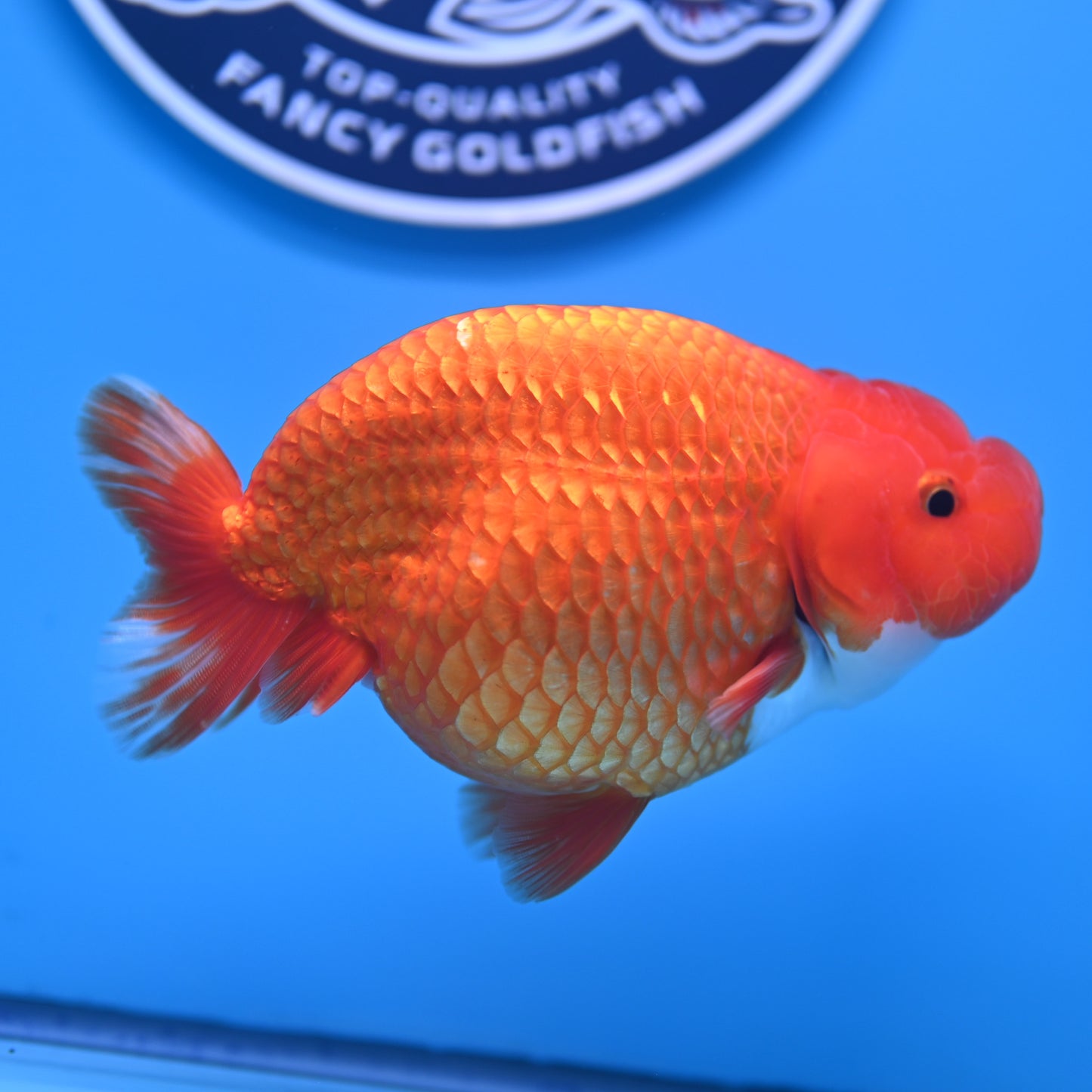 Red White Buffalo Ranchu 4-5 in (241011_RC09) - Kaiju Goldfish USA