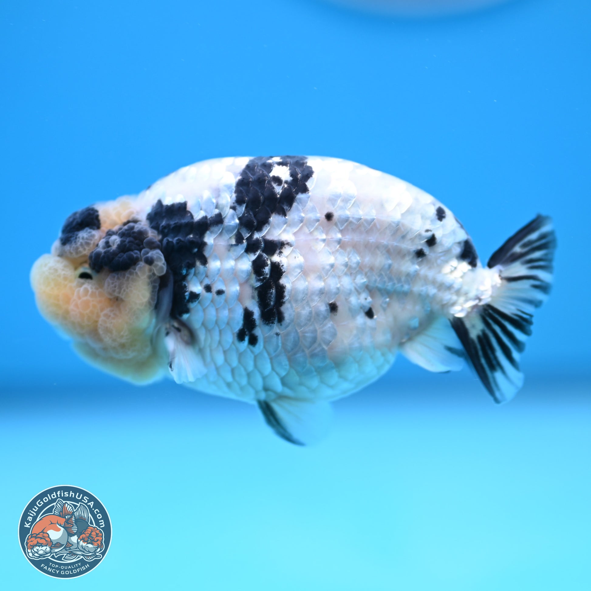 White Tiger Ranchu 4 inches (241025_RC09) - Kaiju Goldfish USA