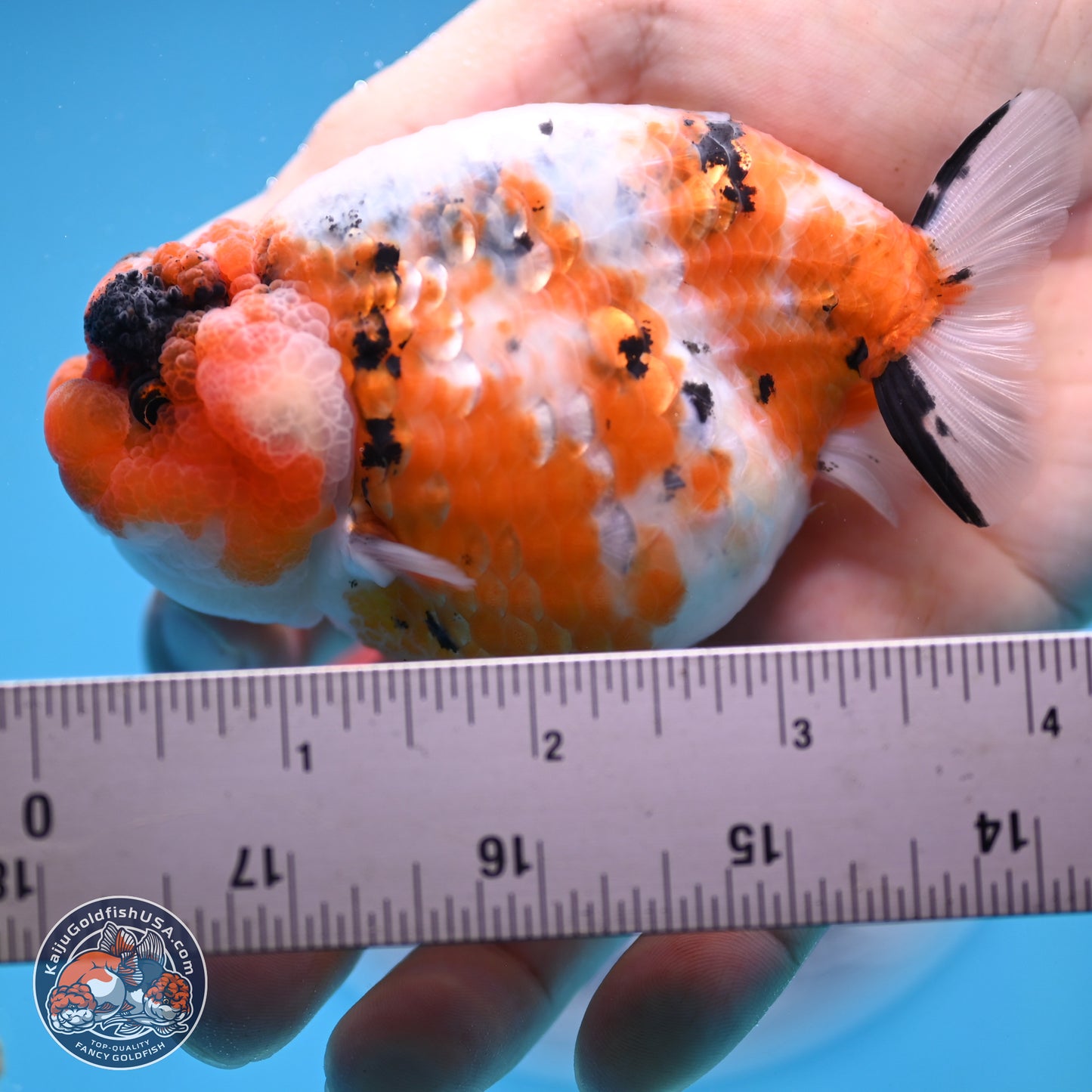 Tricolor Sakura Ranchu 3.75 inches Body - Female (241227_RC09) - Kaiju Goldfish USA