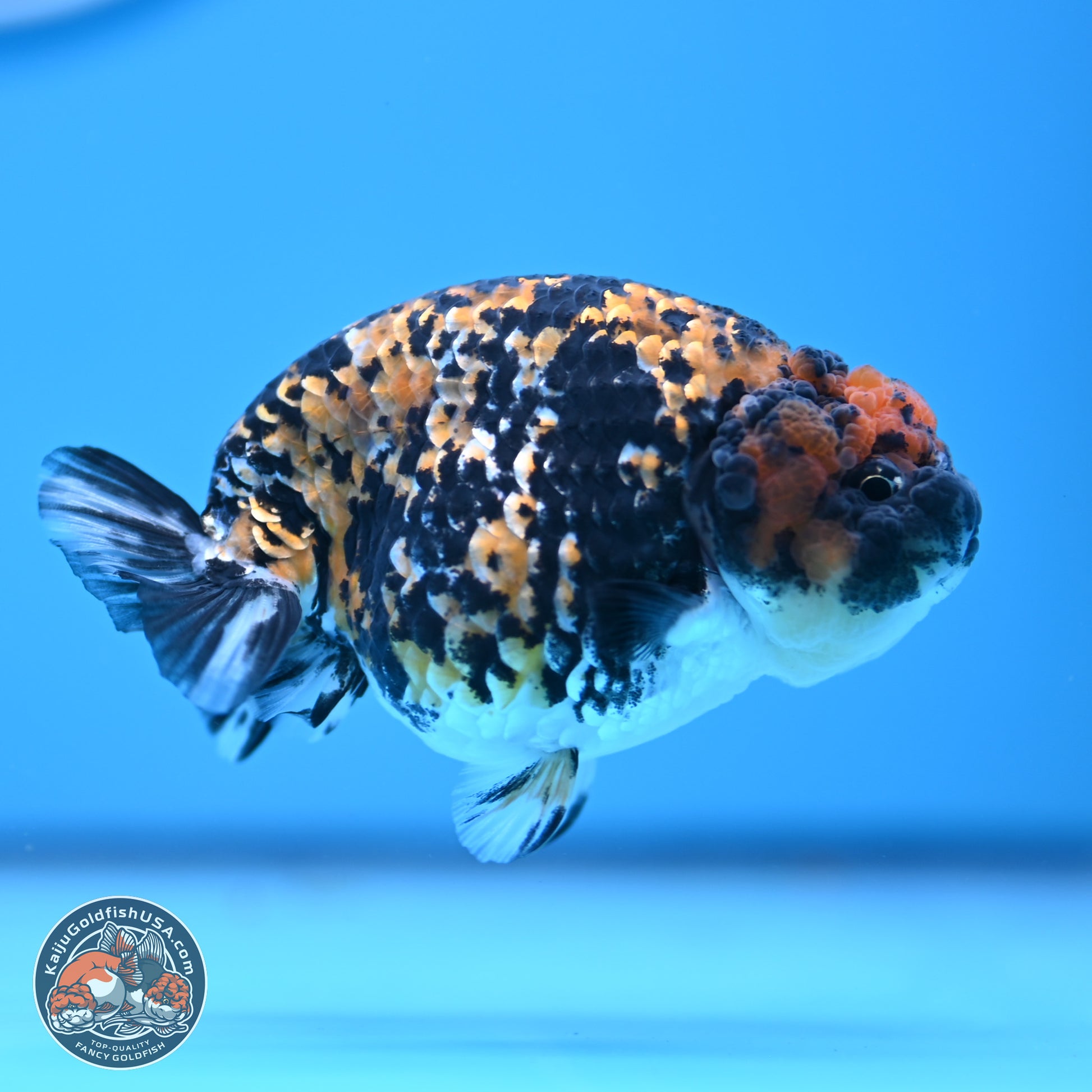 Tricolor Tiger Ranchu 3.25in Body (240809_RC09) - Kaiju Goldfish USA