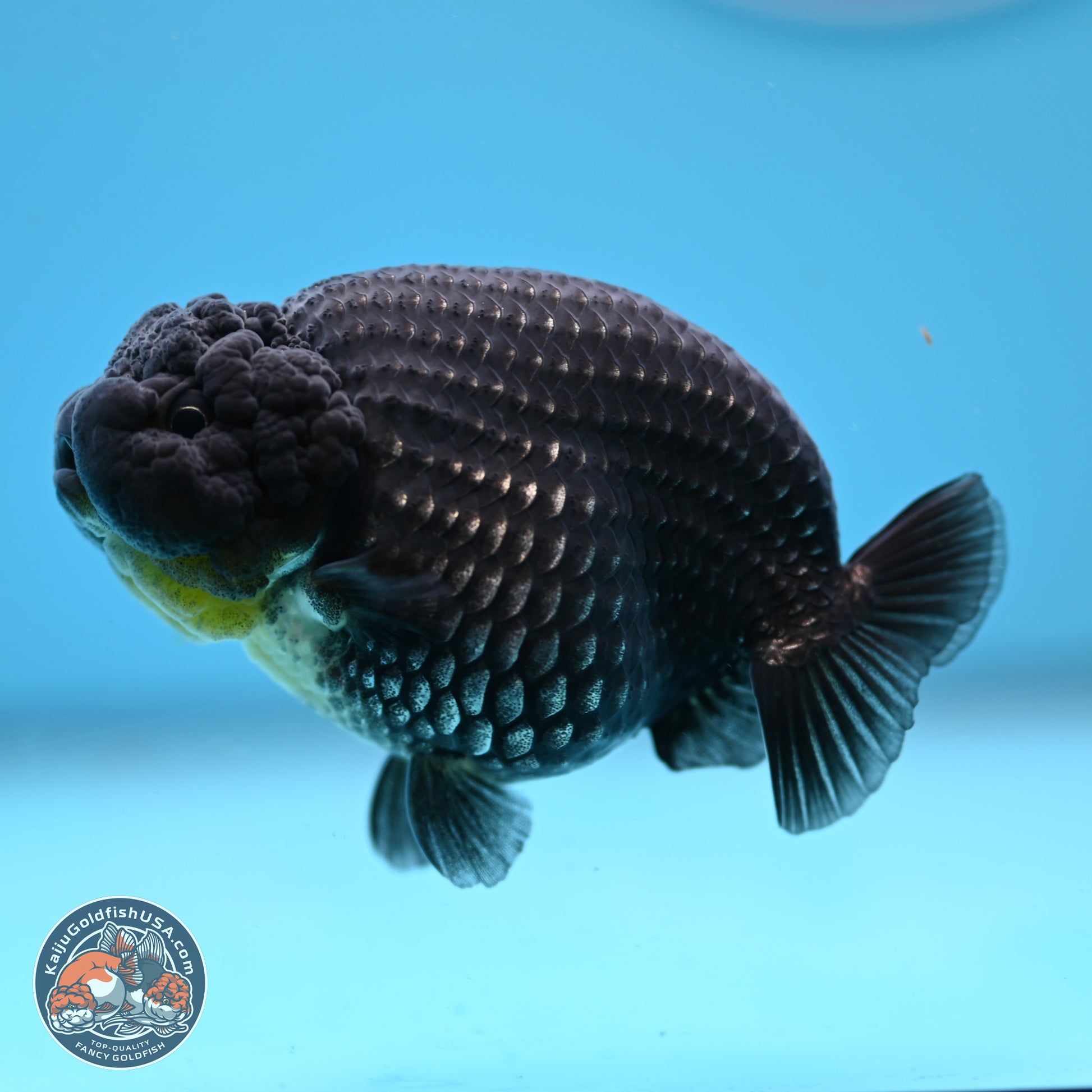 Platinum Ranchu 3.5in Body (240823_OR09) - Kaiju Goldfish USA