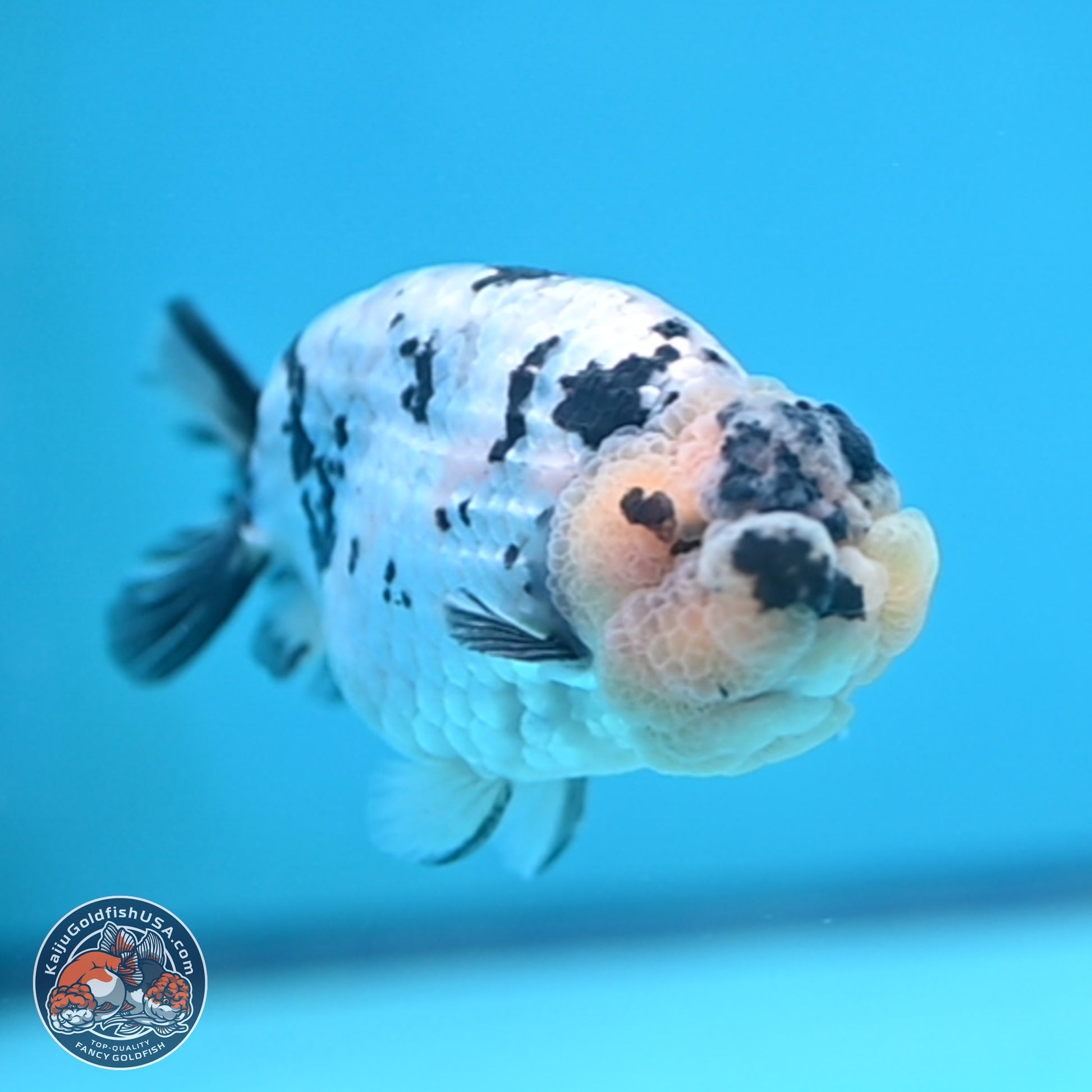 White Tiger Ranchu 4 inches (241025_RC09) - Kaiju Goldfish USA