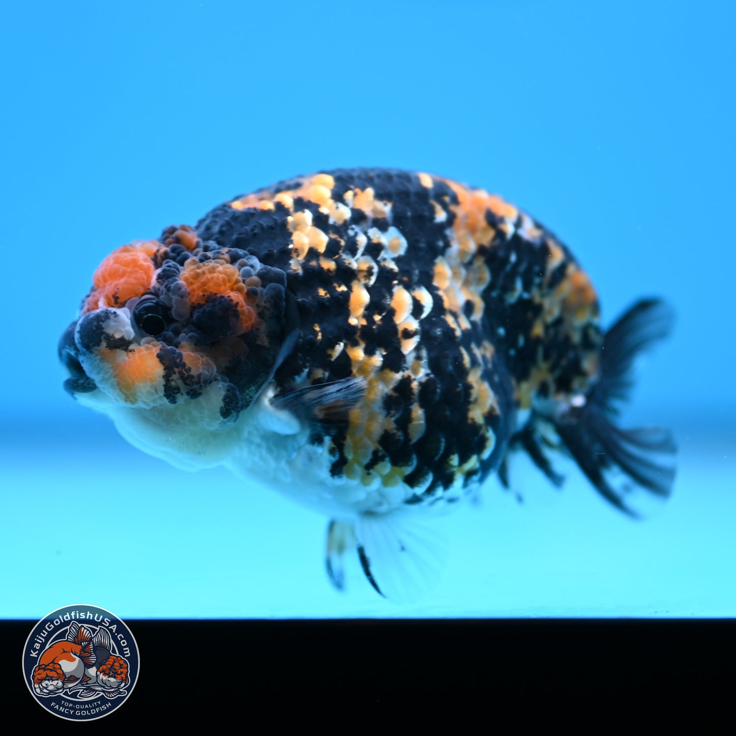 Tricolor Tiger Ranchu 3.25in Body (240809_RC09) - Kaiju Goldfish USA