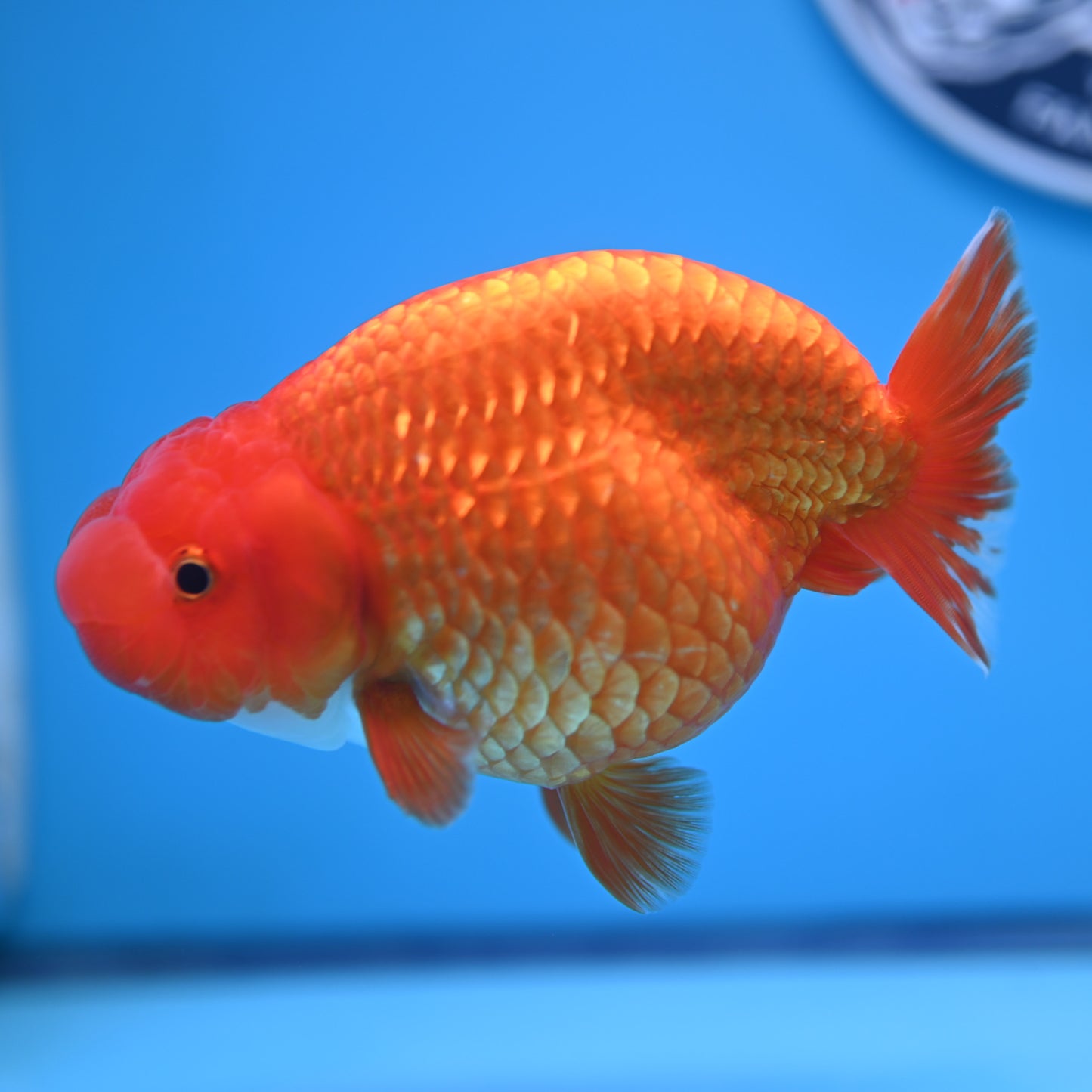 Red White Buffalo Ranchu 4-5 in (241011_RC09) - Kaiju Goldfish USA