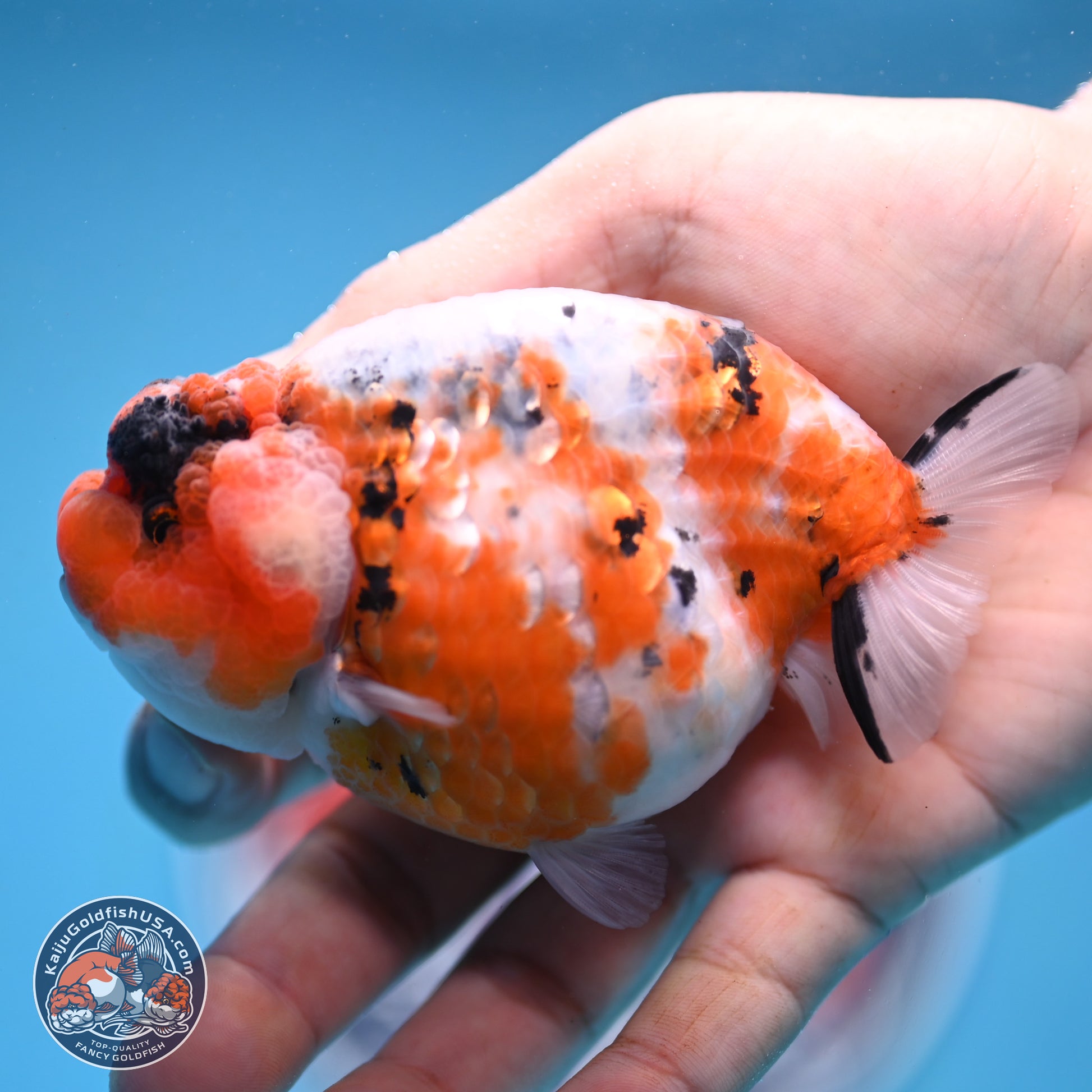 Tricolor Sakura Ranchu 3.75 inches Body - Female (241227_RC09) - Kaiju Goldfish USA