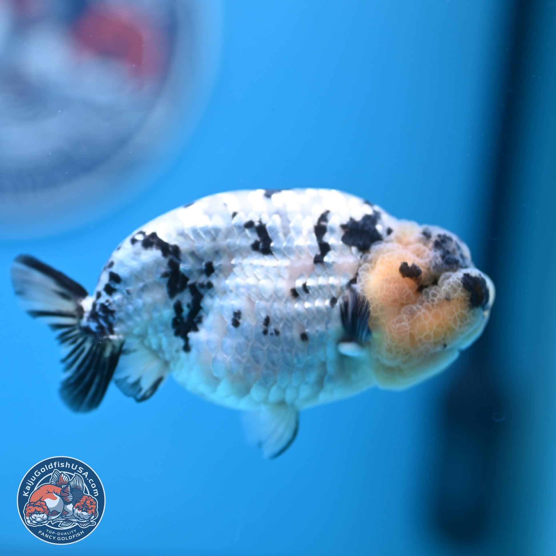 White Tiger Ranchu 4 inches (241025_RC09) - Kaiju Goldfish USA