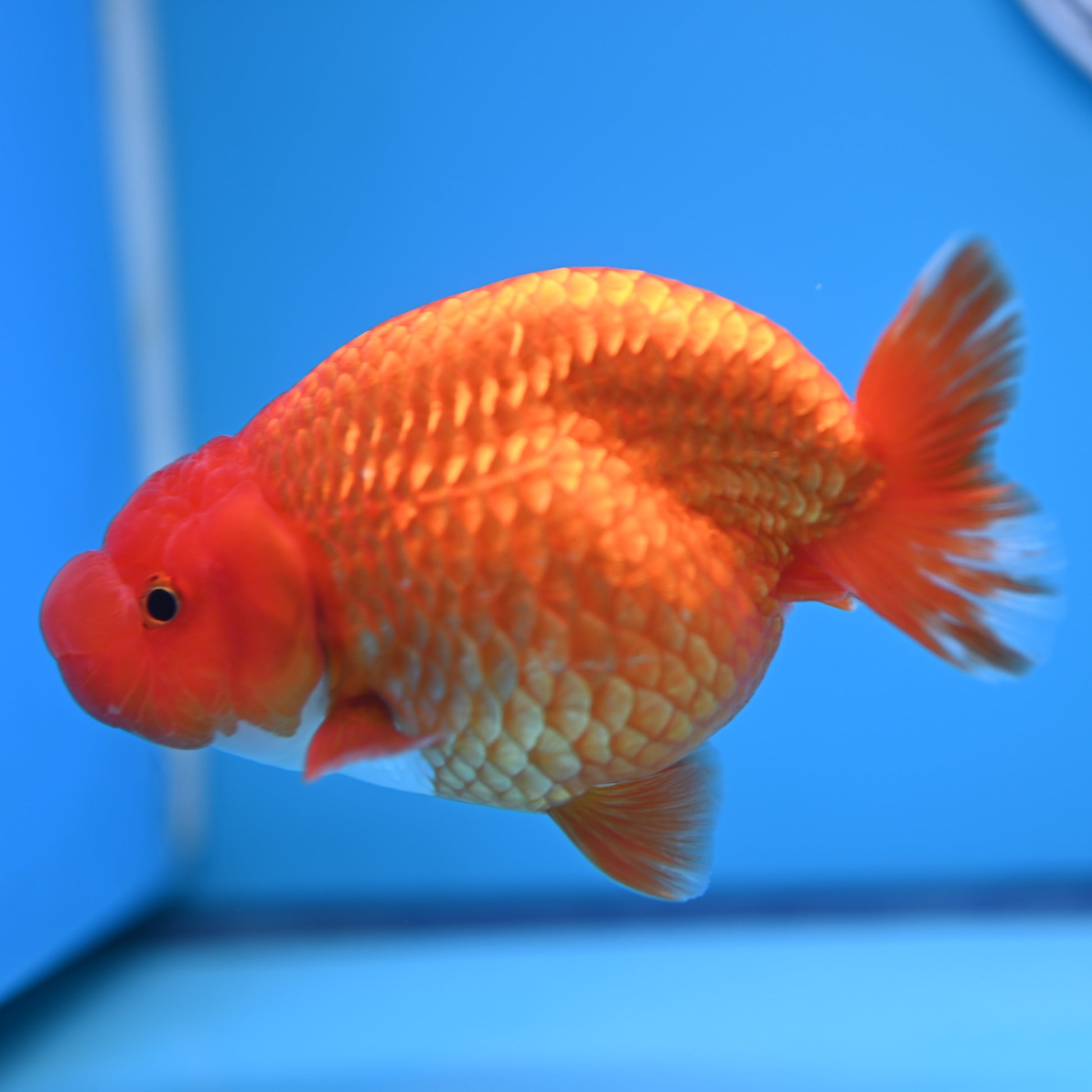 Red White Buffalo Ranchu 4-5 in (241011_RC09) - Kaiju Goldfish USA