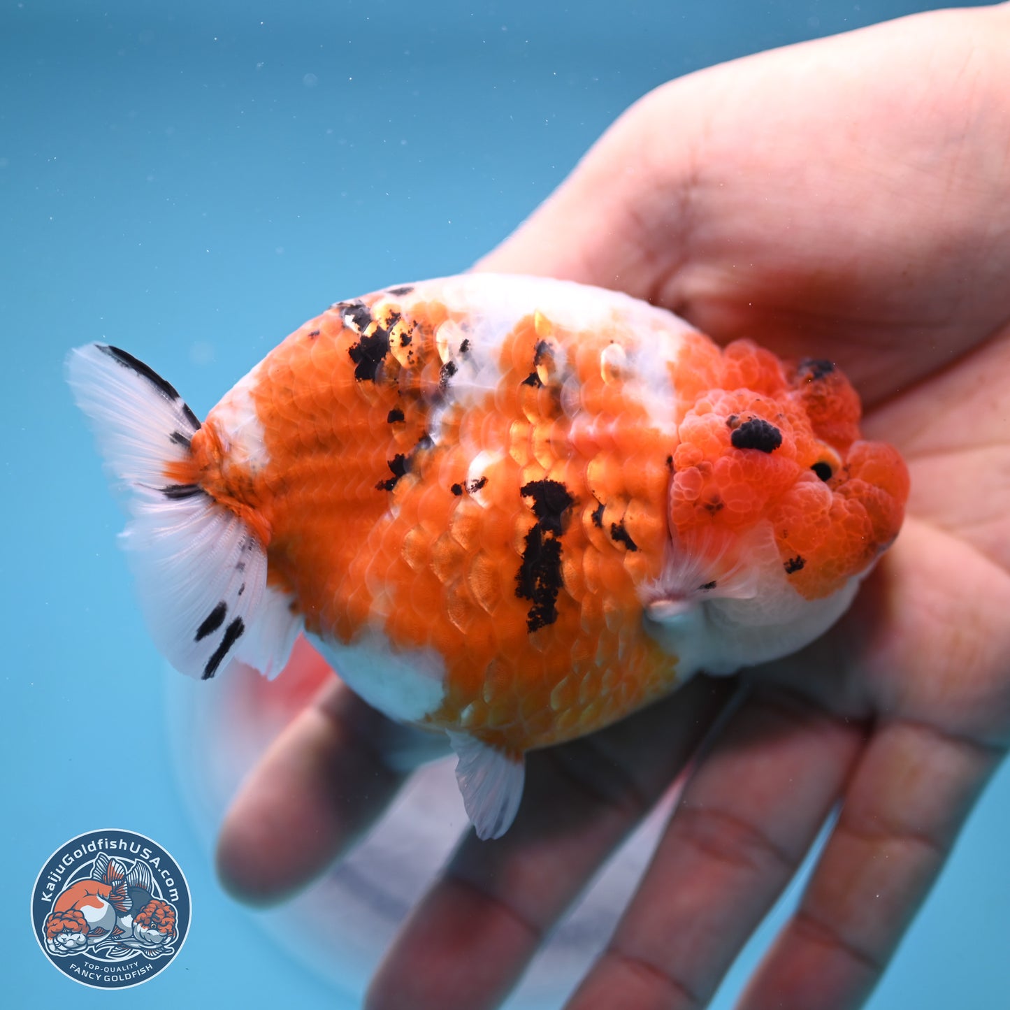 Tricolor Sakura Ranchu 3.75 inches Body - Female (241227_RC09) - Kaiju Goldfish USA