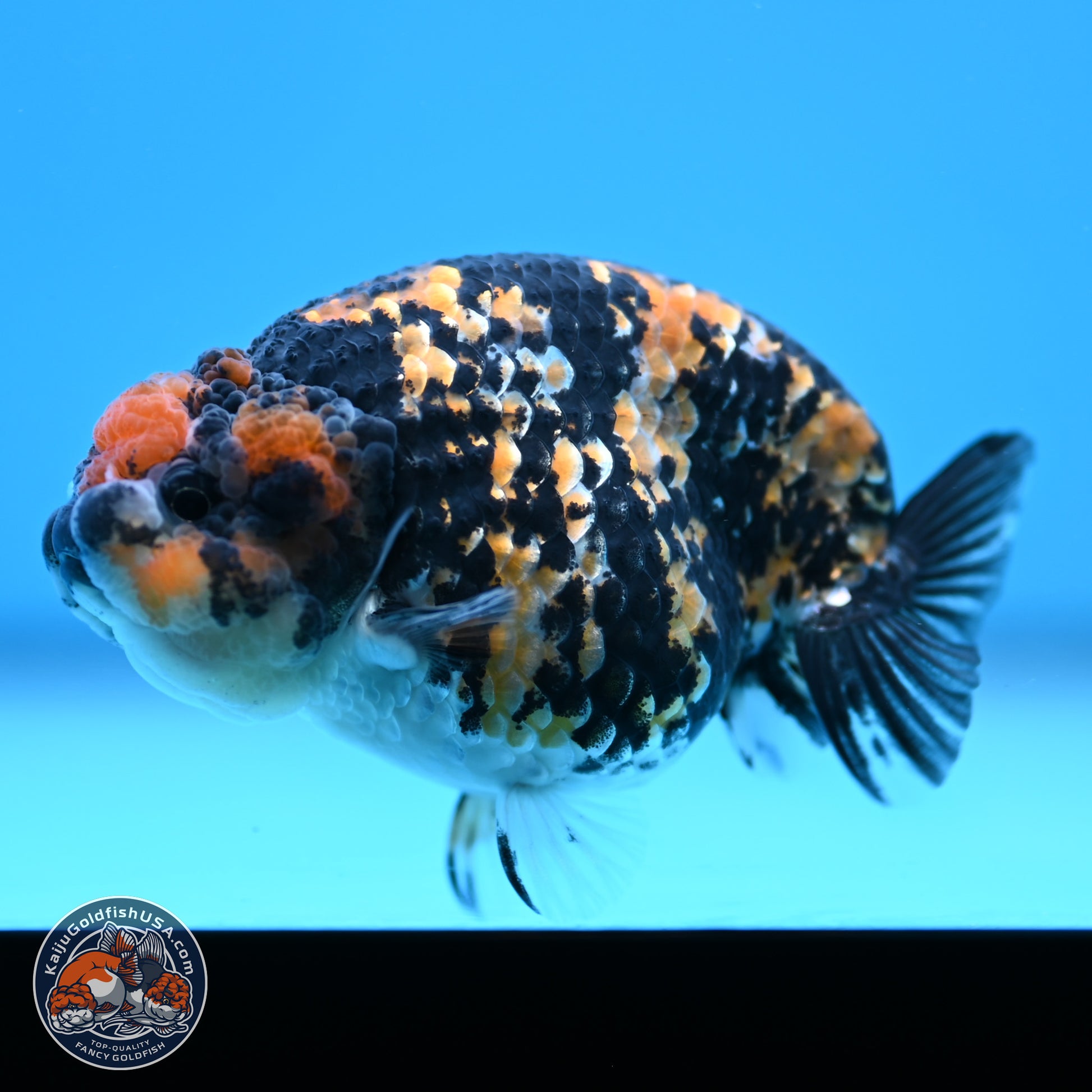 Tricolor Tiger Ranchu 3.25in Body (240809_RC09) - Kaiju Goldfish USA