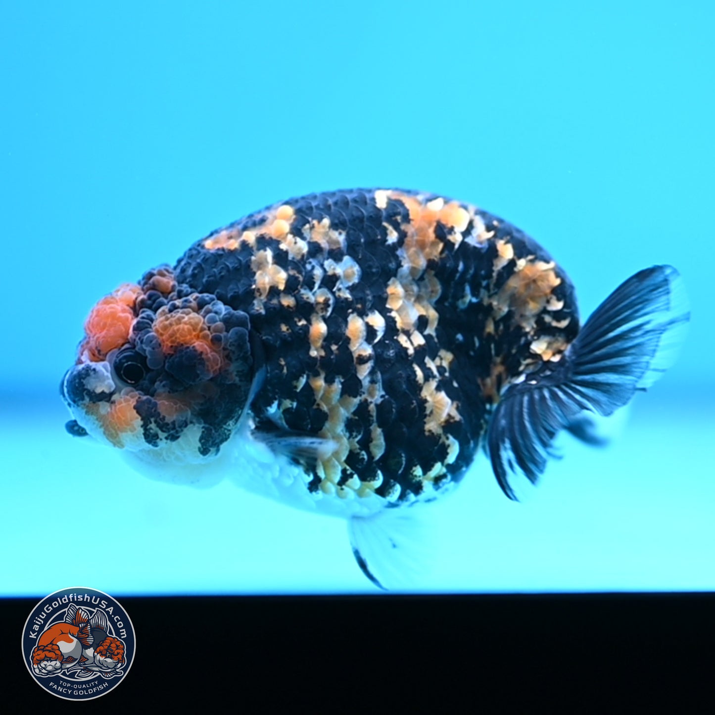 Tricolor Tiger Ranchu 3.25in Body (240809_RC09) - Kaiju Goldfish USA