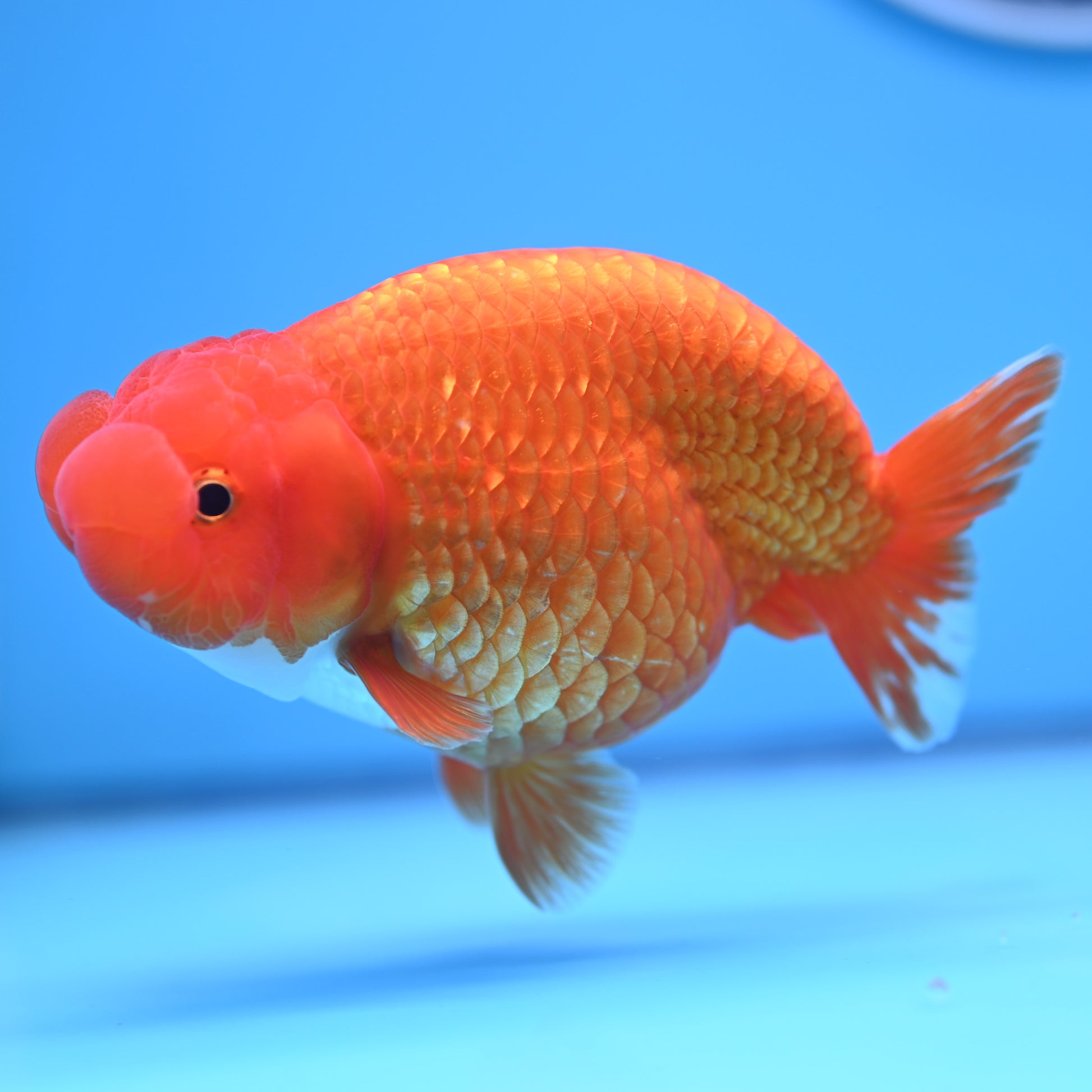 Red White Buffalo Ranchu 4-5 in (241011_RC09) - Kaiju Goldfish USA