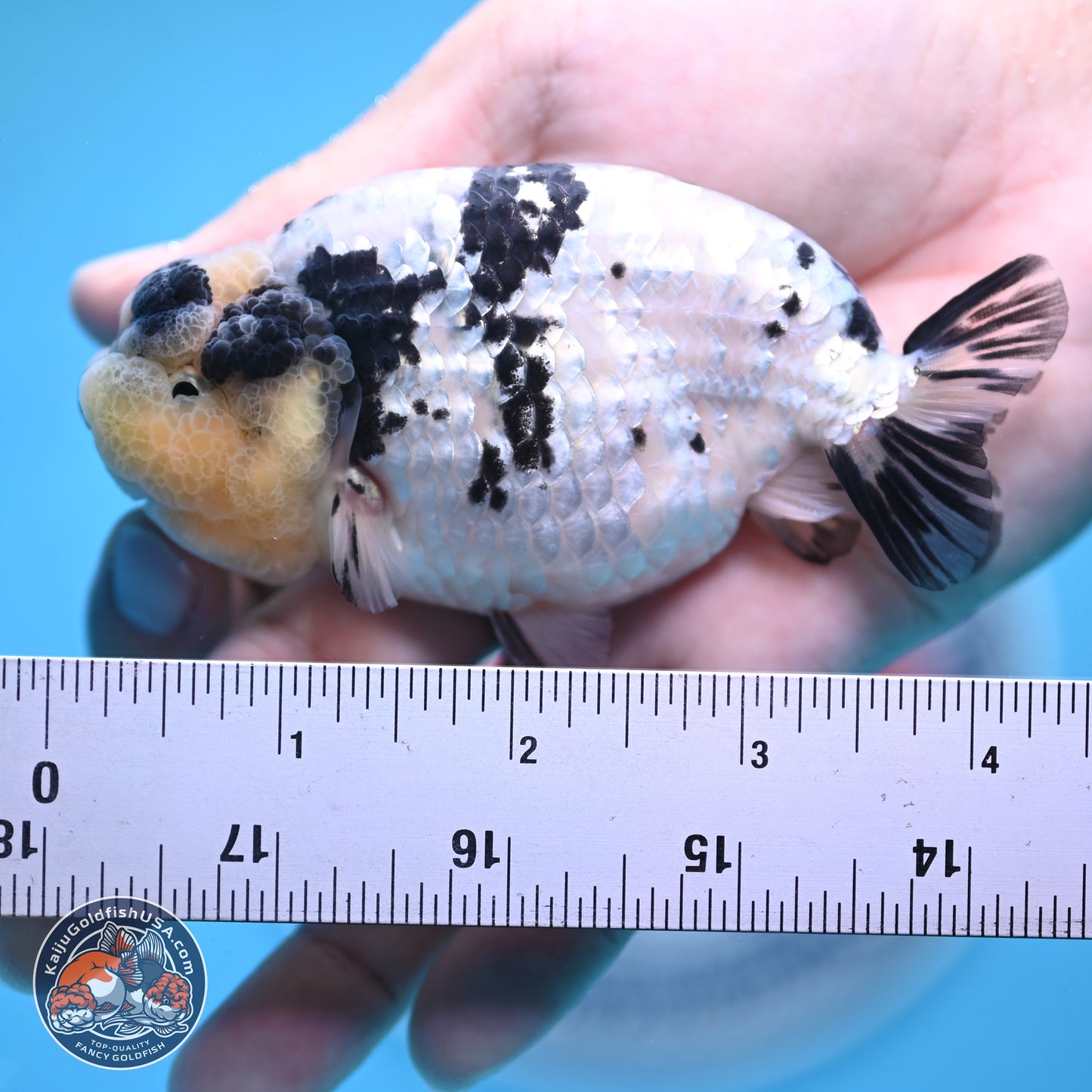 White Tiger Ranchu 4 inches (241025_RC09) - Kaiju Goldfish USA