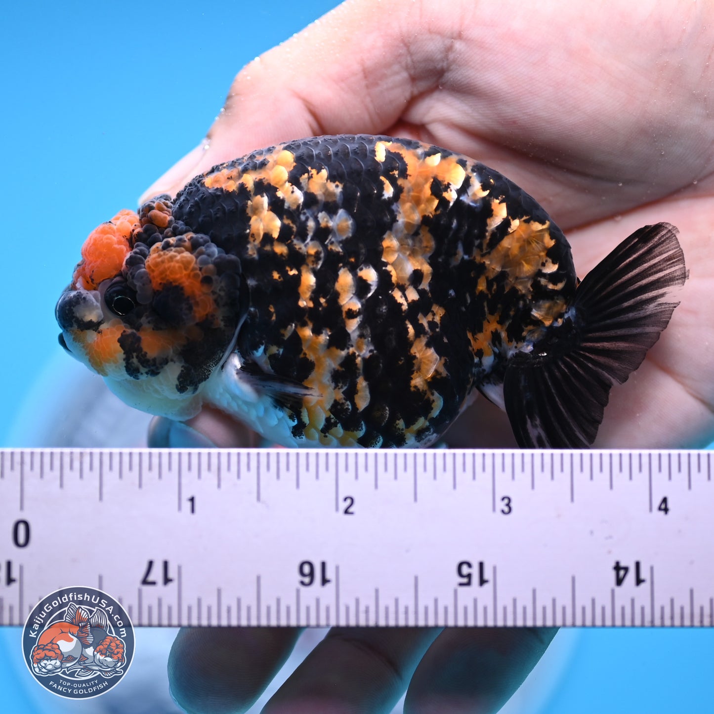 Tricolor Tiger Ranchu 3.25in Body (240809_RC09) - Kaiju Goldfish USA