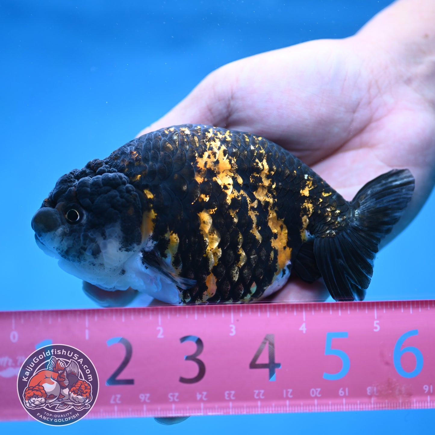 Tiger Ranchu 4.5 inch Body (250905_RC09)