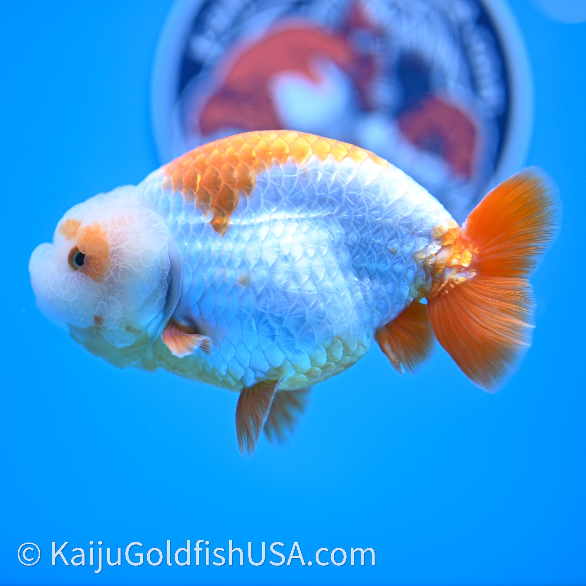 Shogun Red White Ranchu 4.6 in Body (240719_RC09) - Kaiju Goldfish USA