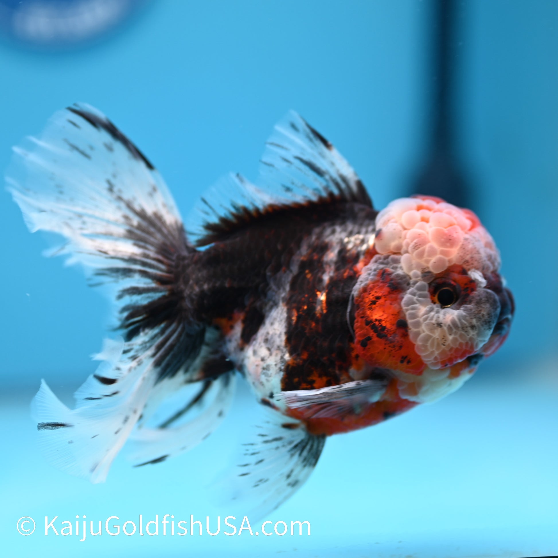 Red Calico Rose Tail Oranda 5.5-6 inches (240308_OR09) - Kaiju Goldfish USA