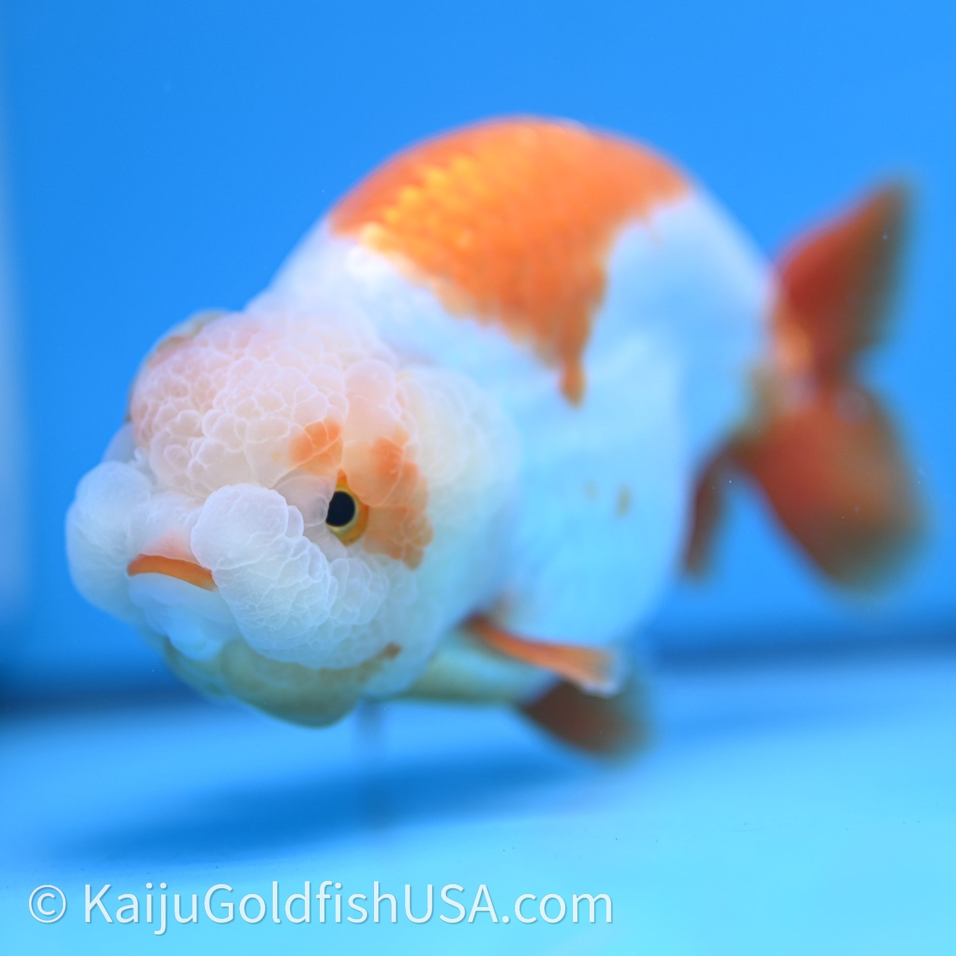 Shogun Red White Ranchu 4.6 in Body (240719_RC09) - Kaiju Goldfish USA