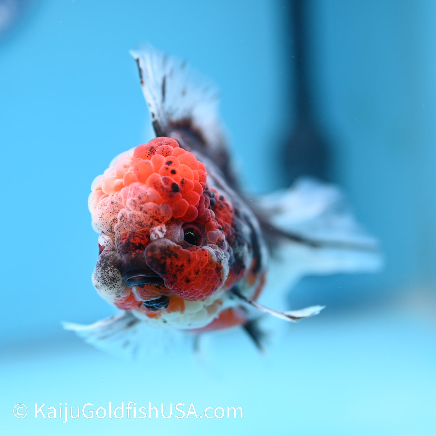 Red Calico Rose Tail Oranda 5.5-6 inches (240308_OR09) - Kaiju Goldfish USA