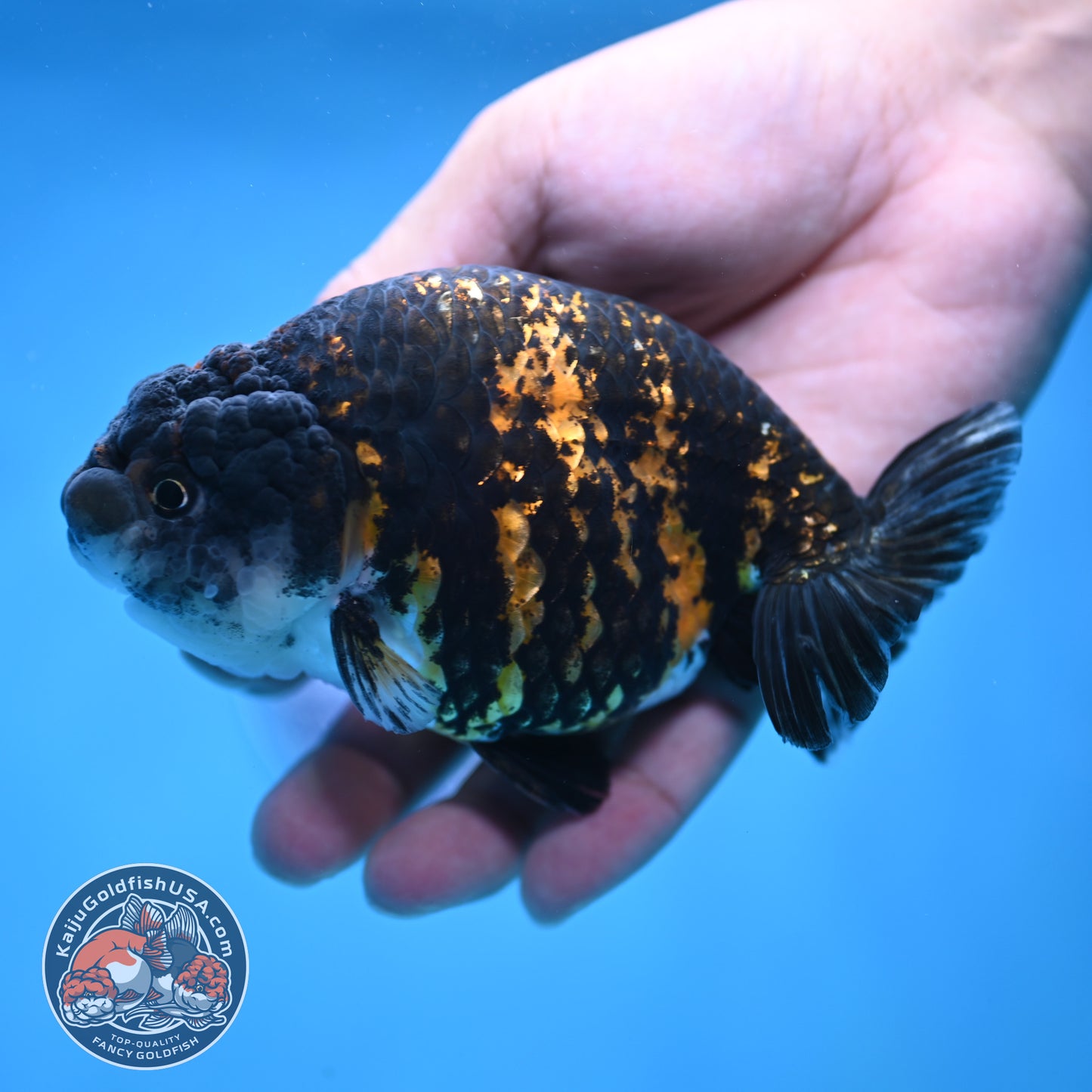 Tiger Ranchu 4.5 inch Body (250905_RC09)