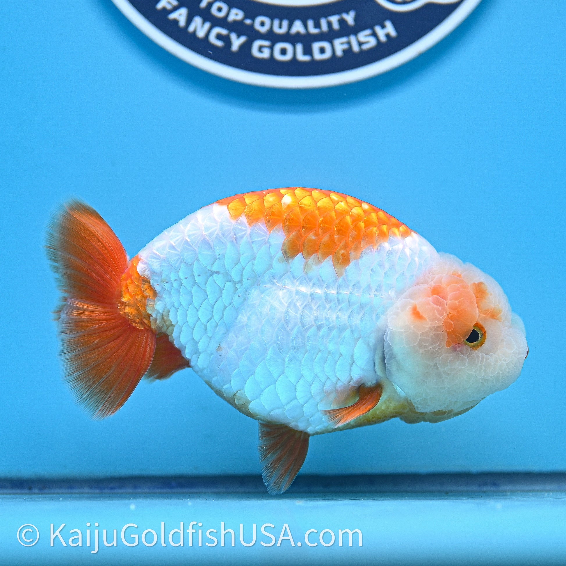 Shogun Red White Ranchu 4.6 in Body (240719_RC09) - Kaiju Goldfish USA