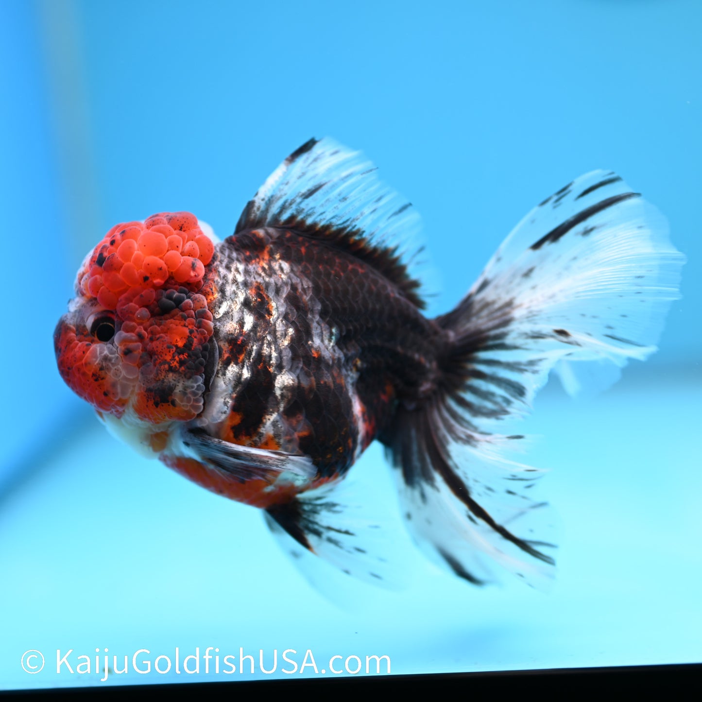 Red Calico Rose Tail Oranda 5.5-6 inches (240308_OR09) - Kaiju Goldfish USA