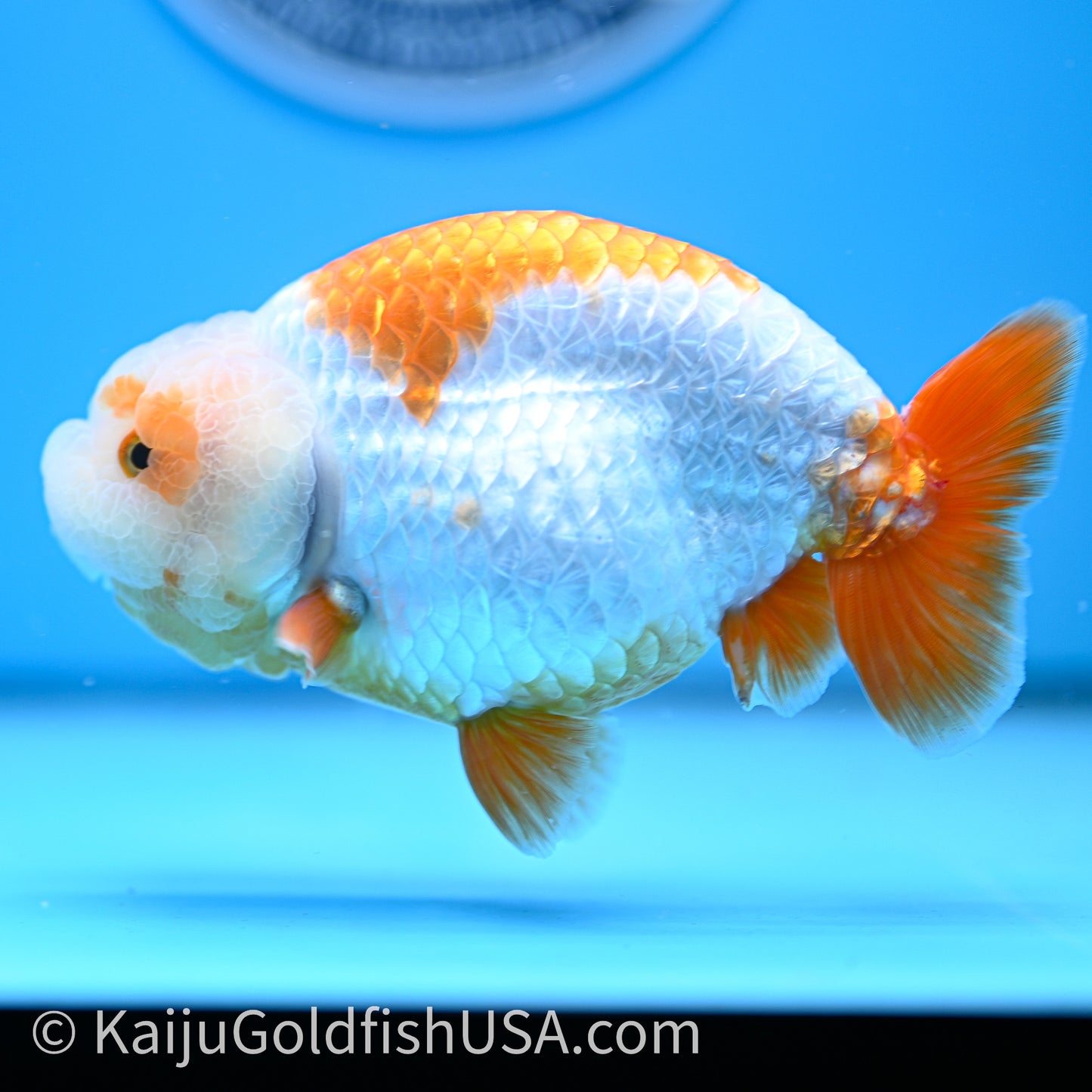 Shogun Red White Ranchu 4.6 in Body (240719_RC09) - Kaiju Goldfish USA