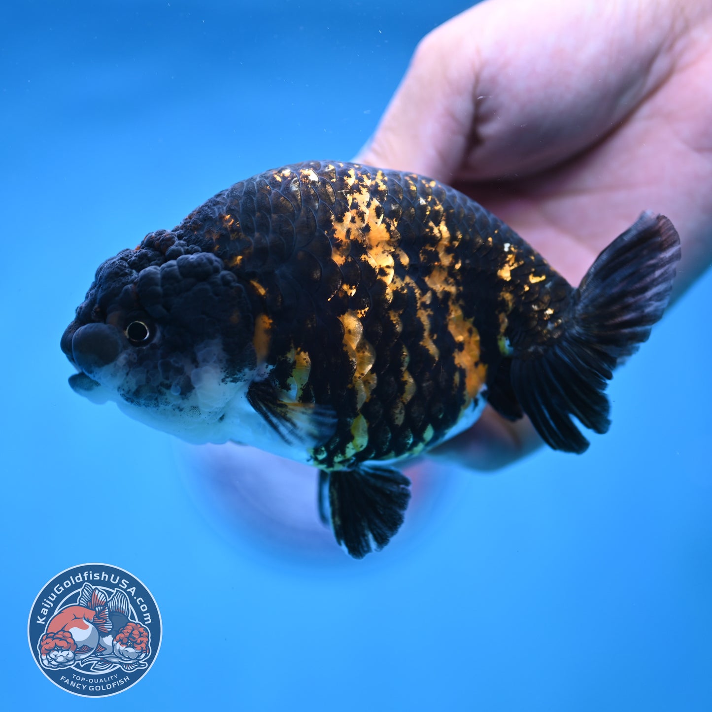 Tiger Ranchu 4.5 inch Body (250905_RC09)