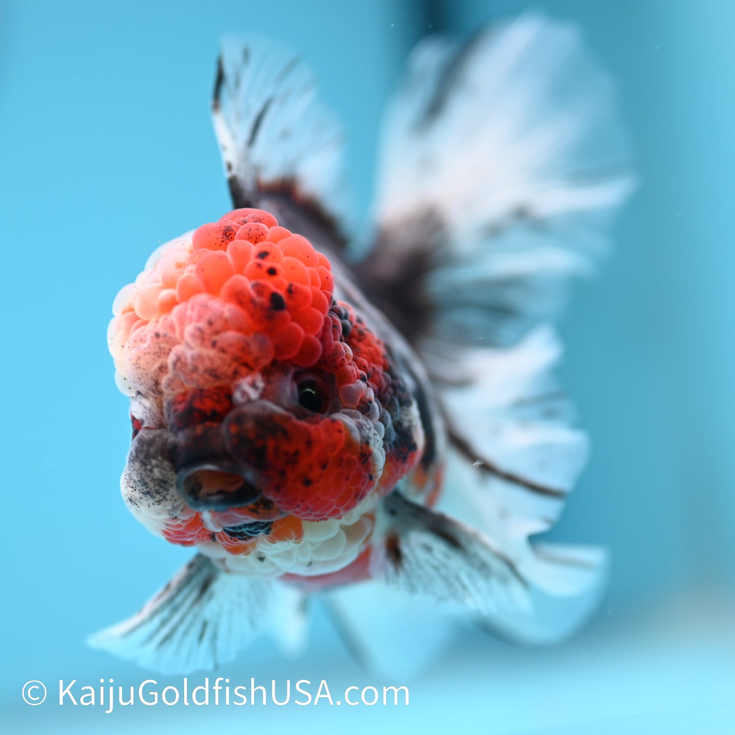 Red Calico Rose Tail Oranda 5.5-6 inches (240308_OR09) - Kaiju Goldfish USA