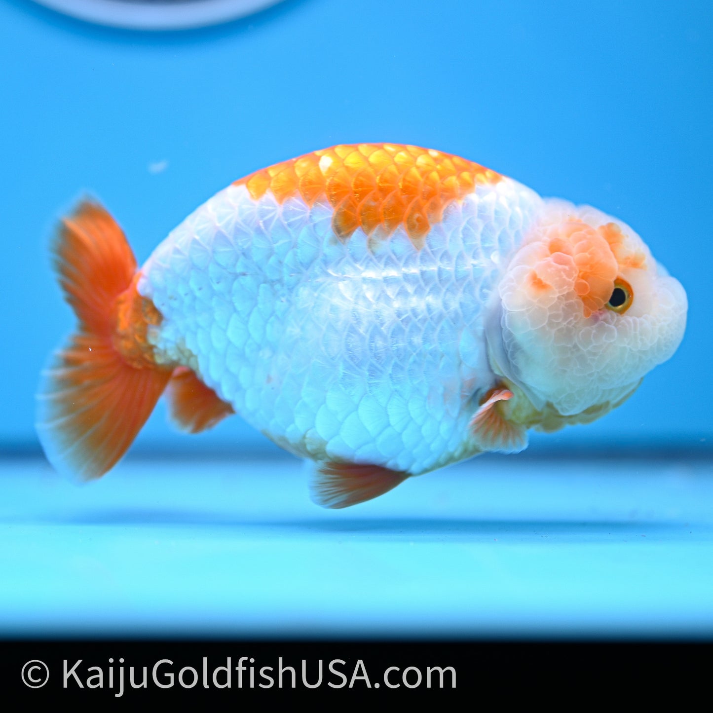 Shogun Red White Ranchu 4.6 in Body (240719_RC09) - Kaiju Goldfish USA