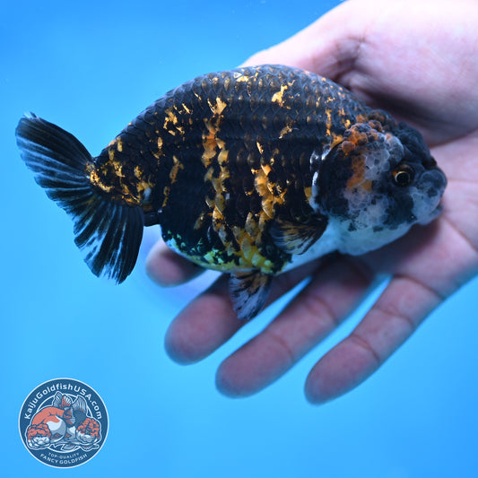 Tiger Ranchu 4.5 inch Body (250905_RC09)