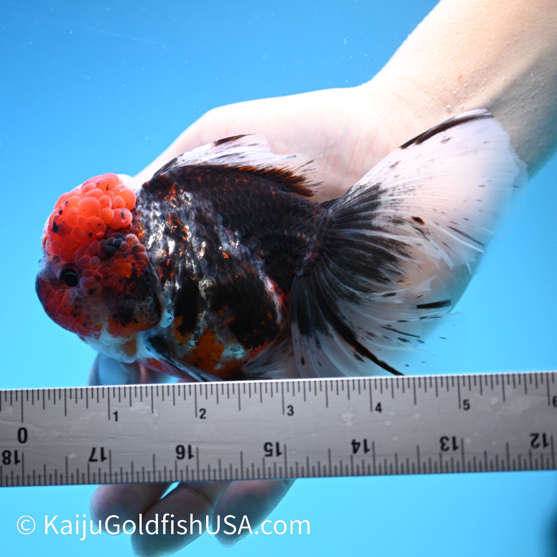 Red Calico Rose Tail Oranda 5.5-6 inches (240308_OR09) - Kaiju Goldfish USA