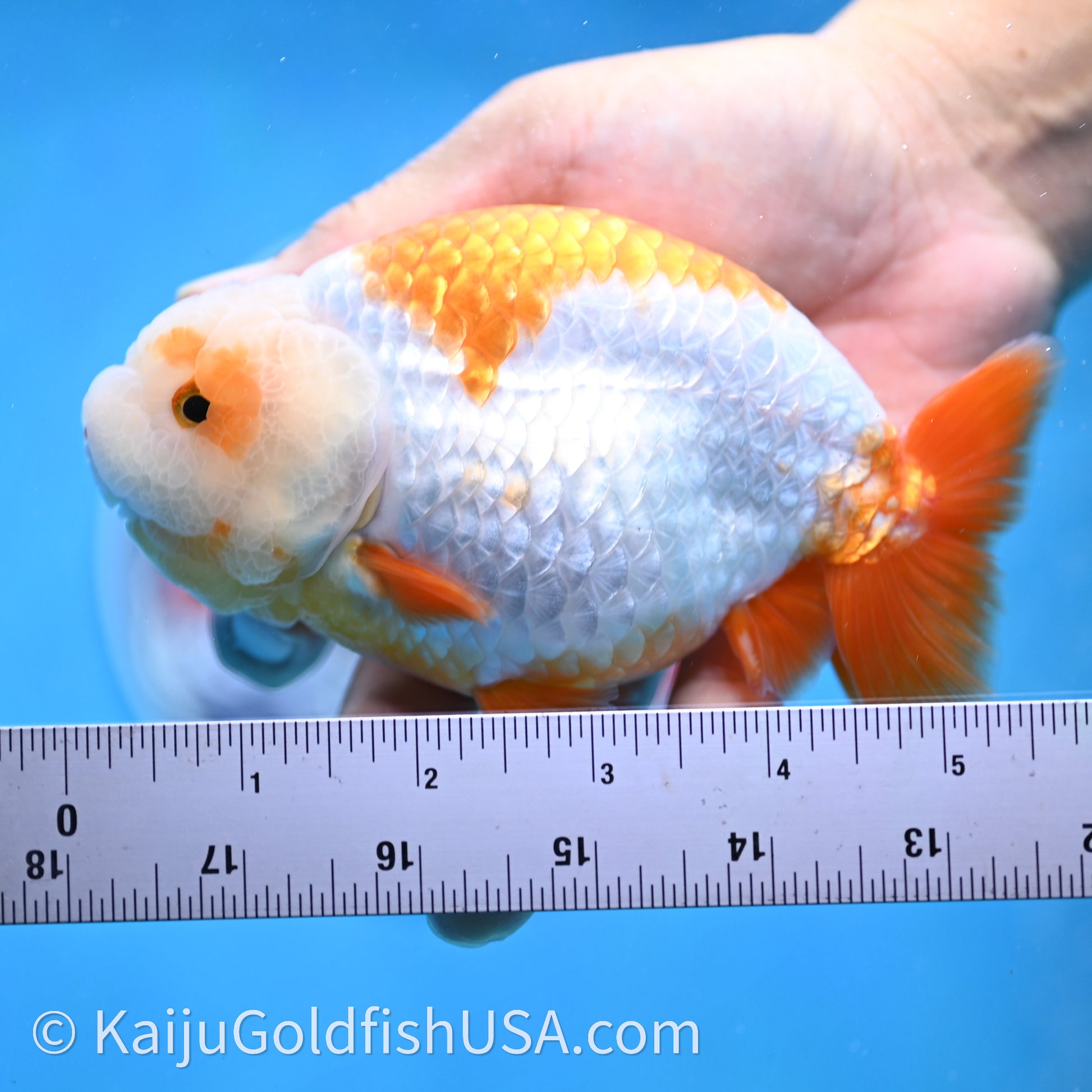 Shogun Red White Ranchu 4.6 in Body (240719_RC09) - Kaiju Goldfish USA