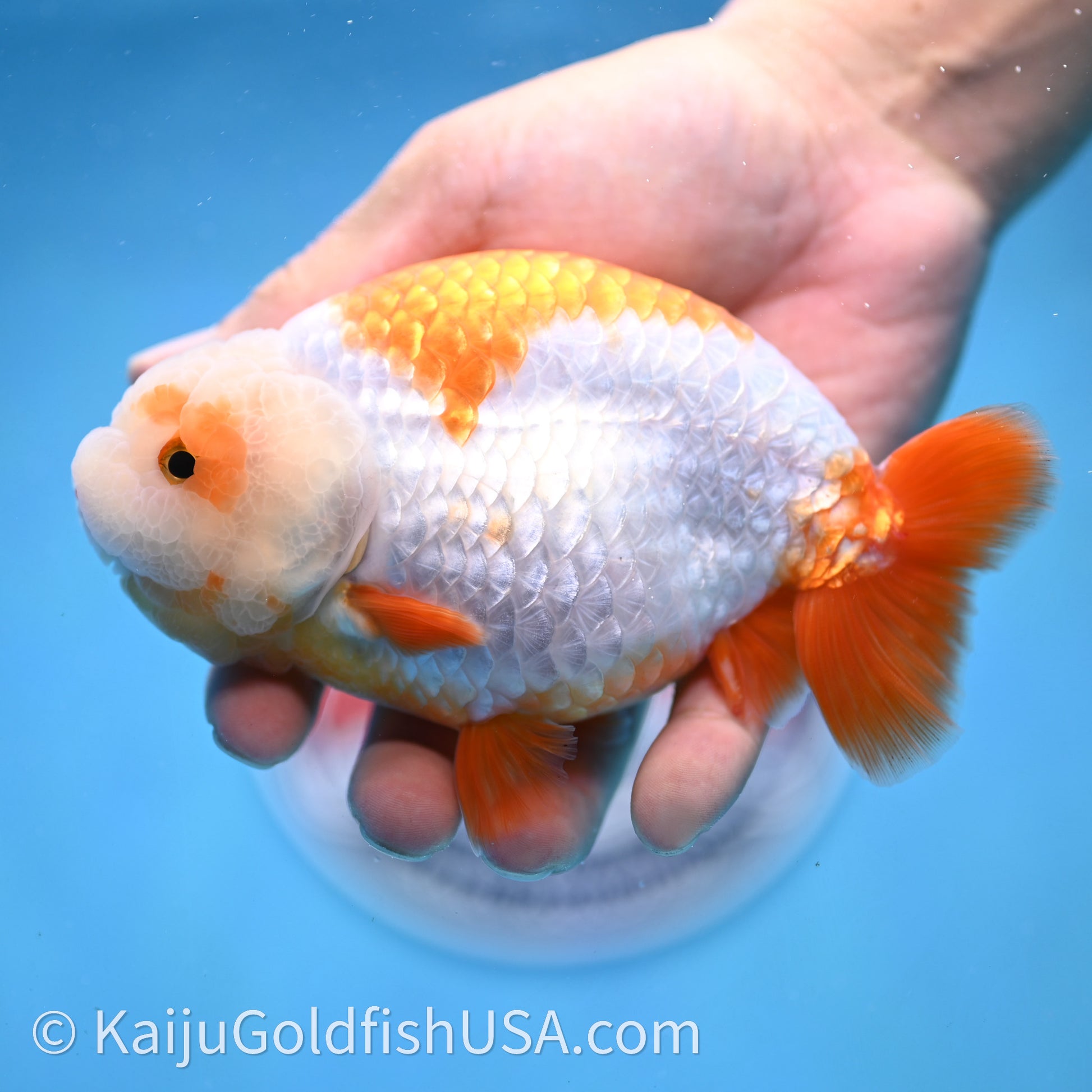 Shogun Red White Ranchu 4.6 in Body (240719_RC09) - Kaiju Goldfish USA