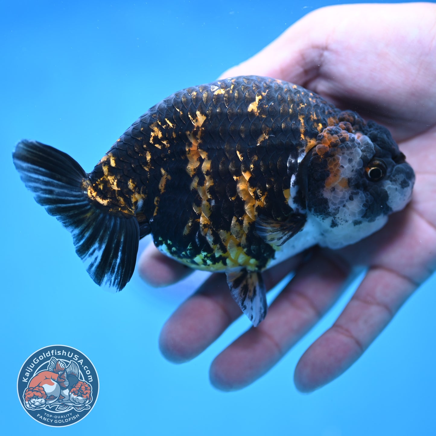Tiger Ranchu 4.5 inch Body (250905_RC09)