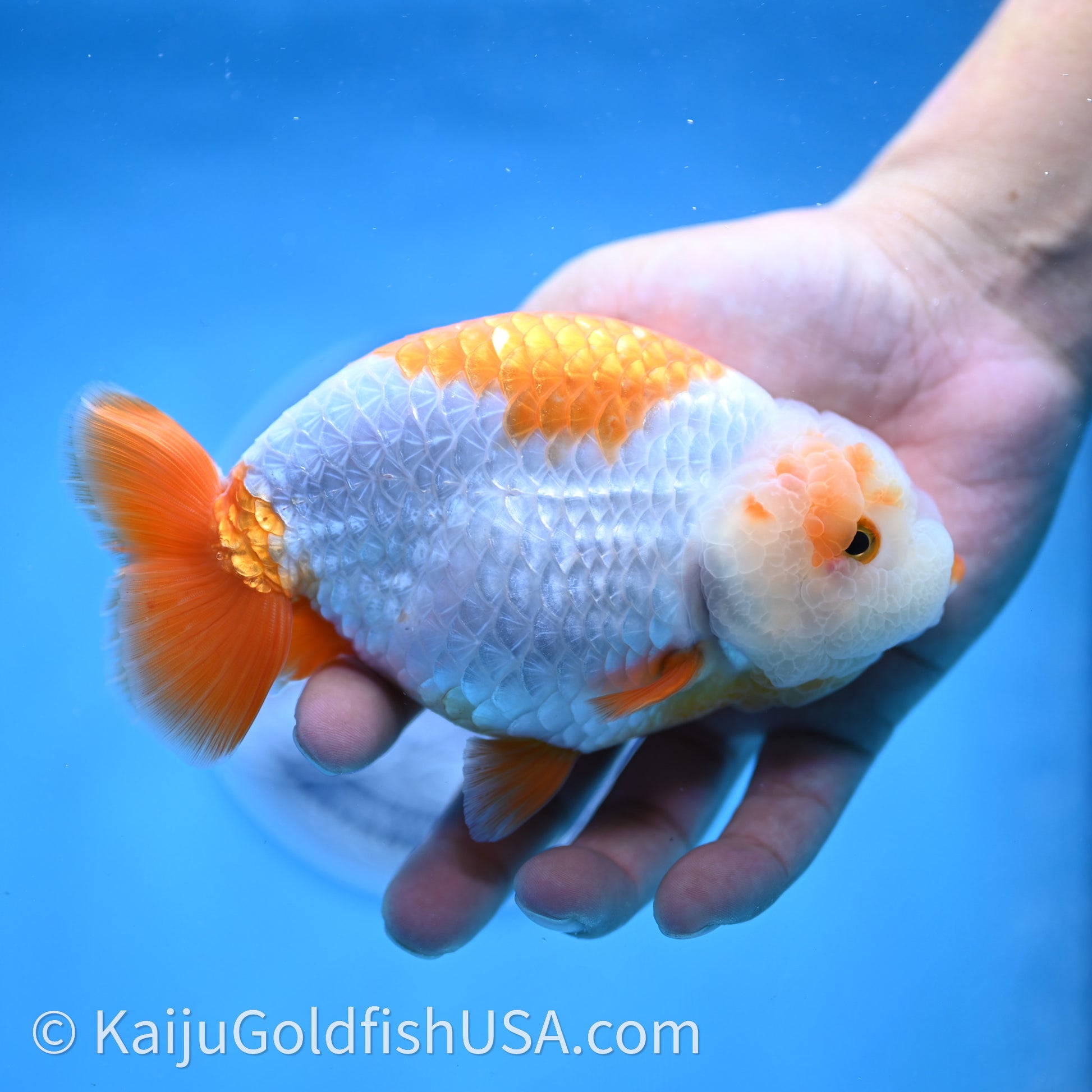 Shogun Red White Ranchu 4.6 in Body (240719_RC09) - Kaiju Goldfish USA