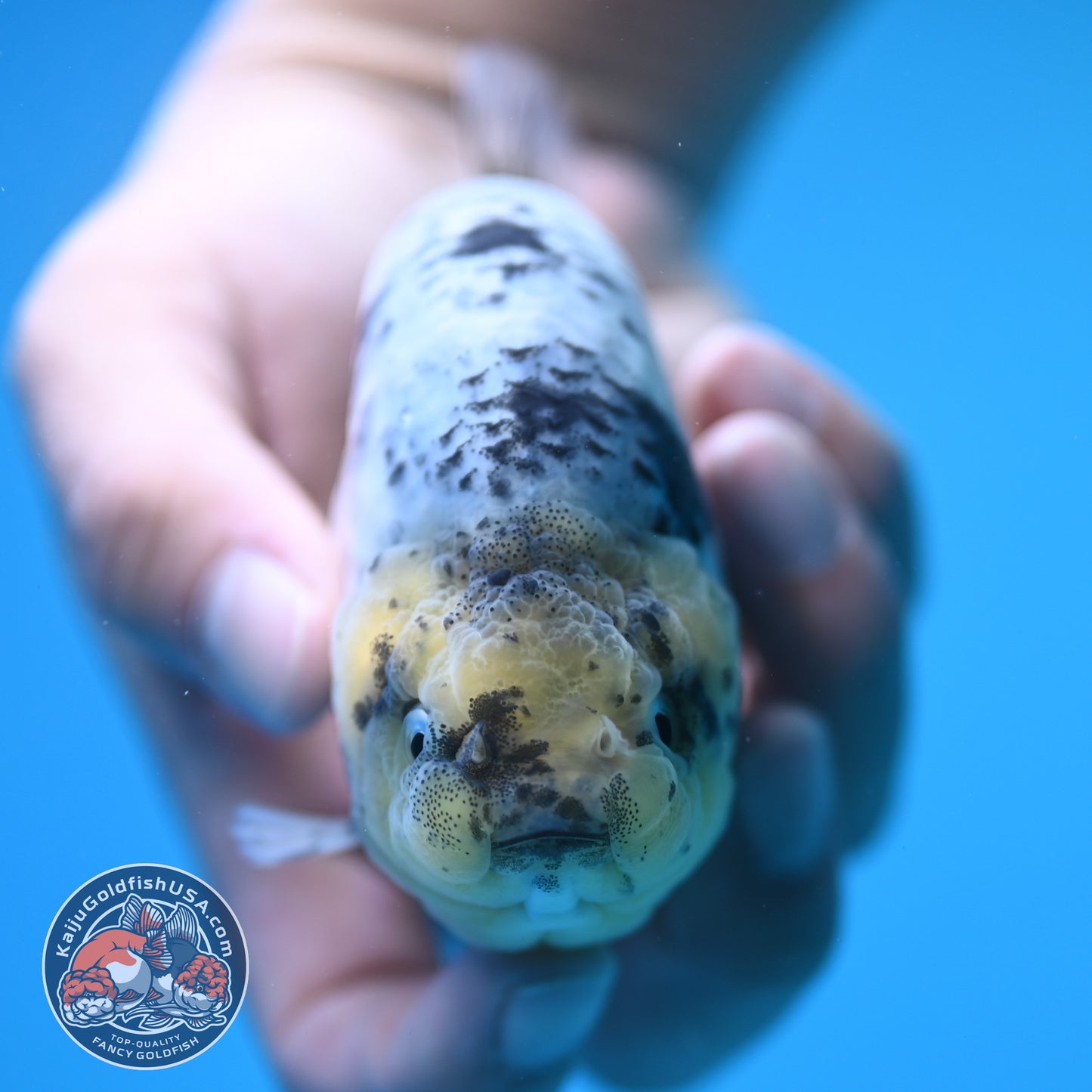 Blue Base Tiger Ranchu 4.5 inch Body (250815_RC09)
