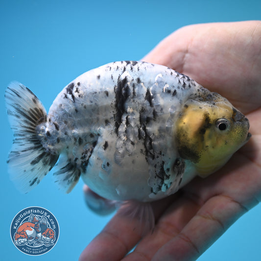 Blue Base Tiger Ranchu 4.5 inch Body (250815_RC09)
