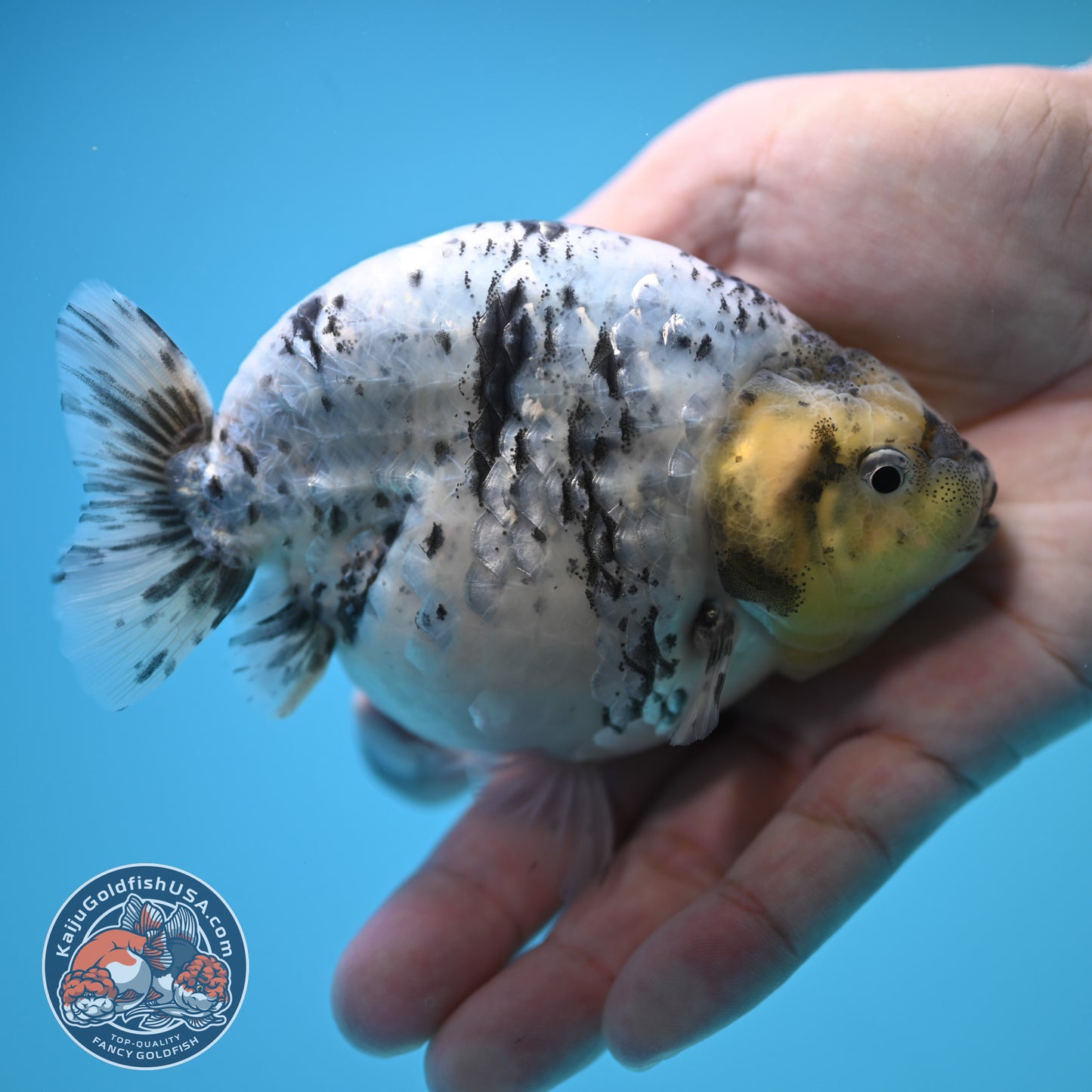 Blue Base Tiger Ranchu 4.5 inch Body (250815_RC09)
