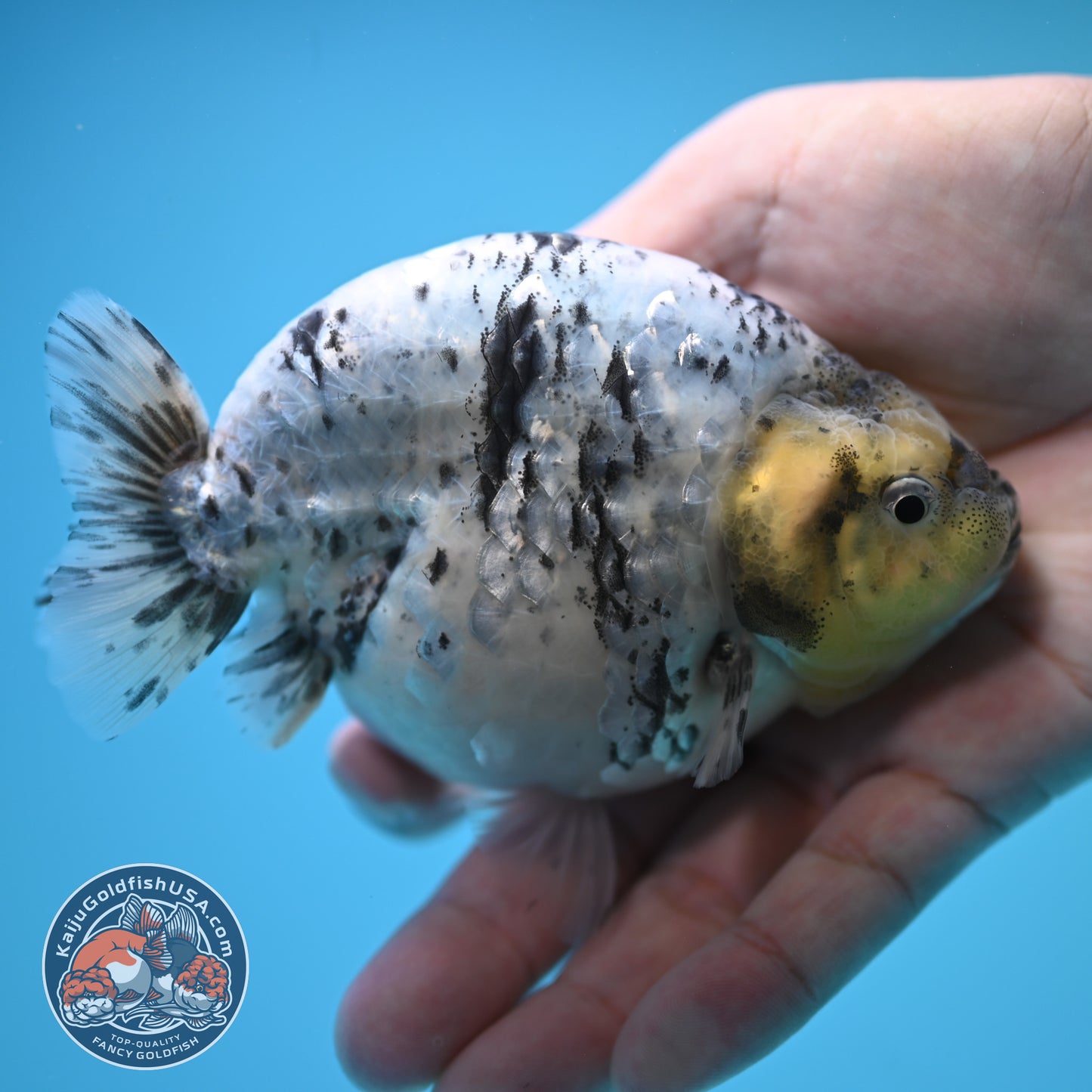 Blue Base Tiger Ranchu 4.5 inch Body (250815_RC09)