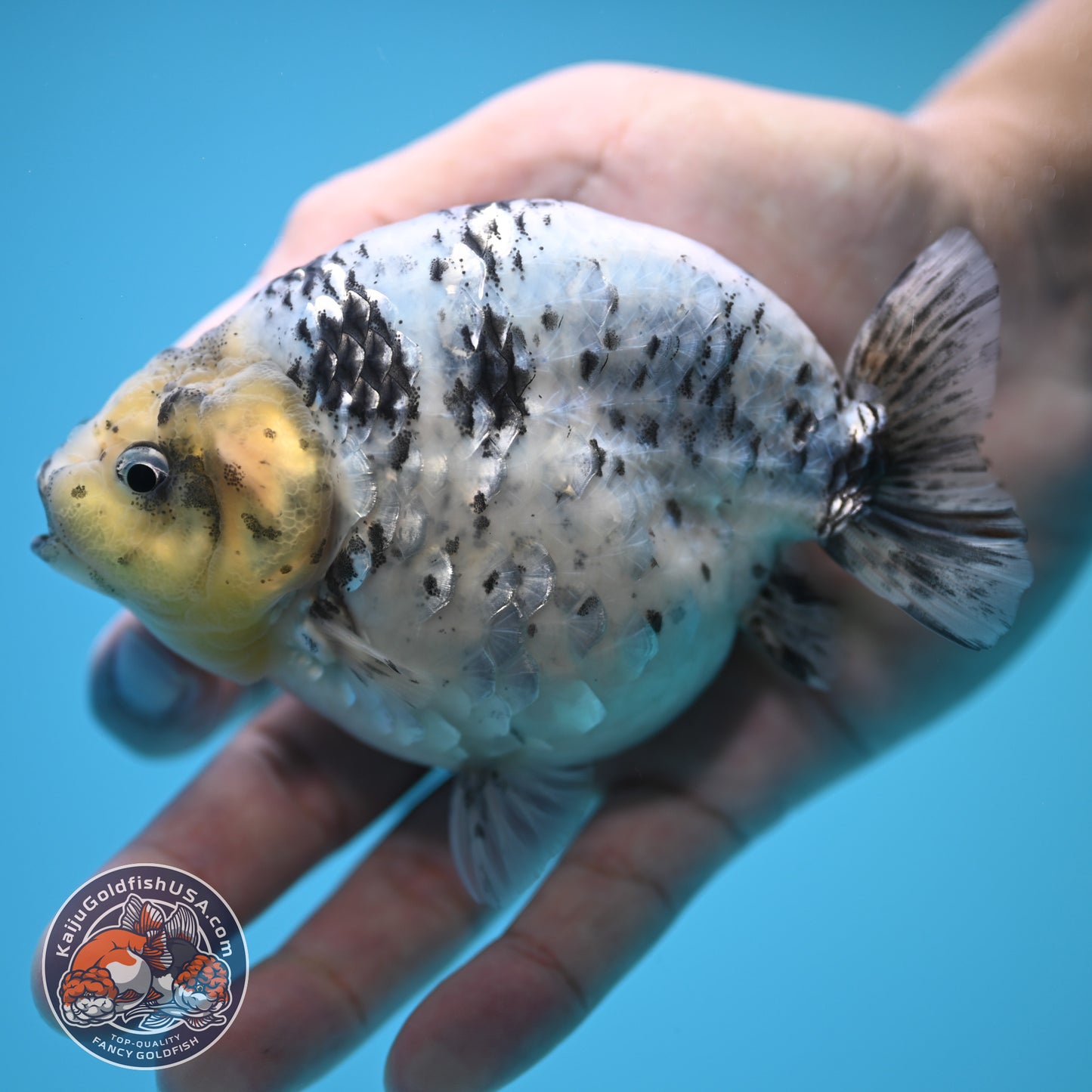 Blue Base Tiger Ranchu 4.5 inch Body (250815_RC09)