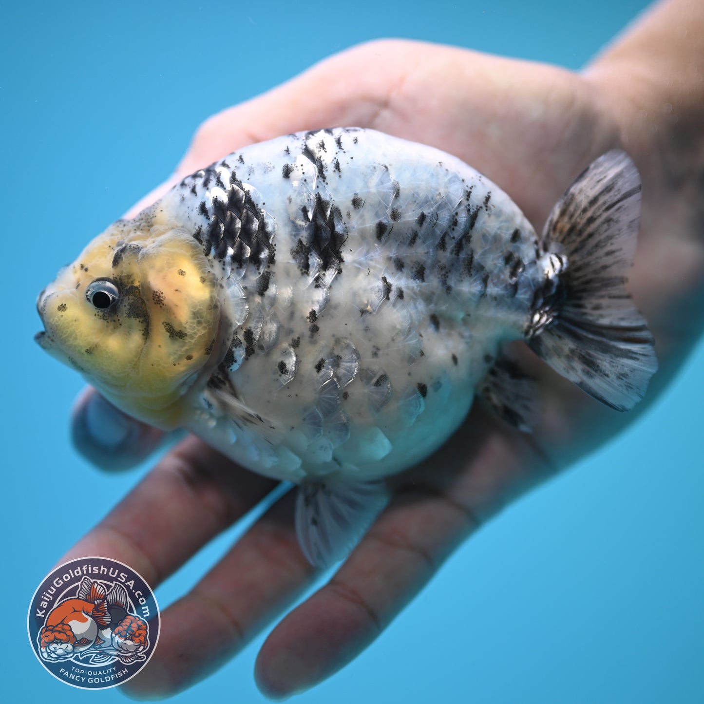 Blue Base Tiger Ranchu 4.5 inch Body (250815_RC09)