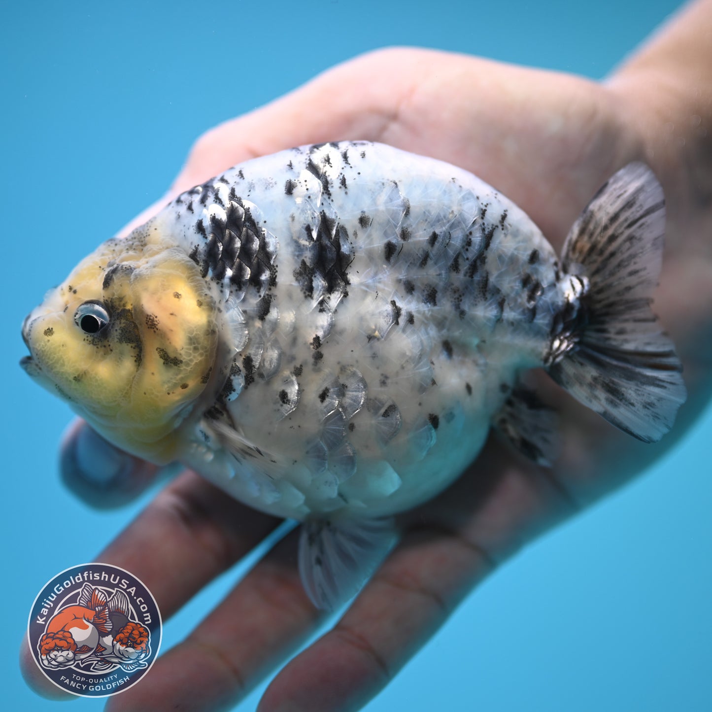 Blue Base Tiger Ranchu 4.5 inch Body (250815_RC09)