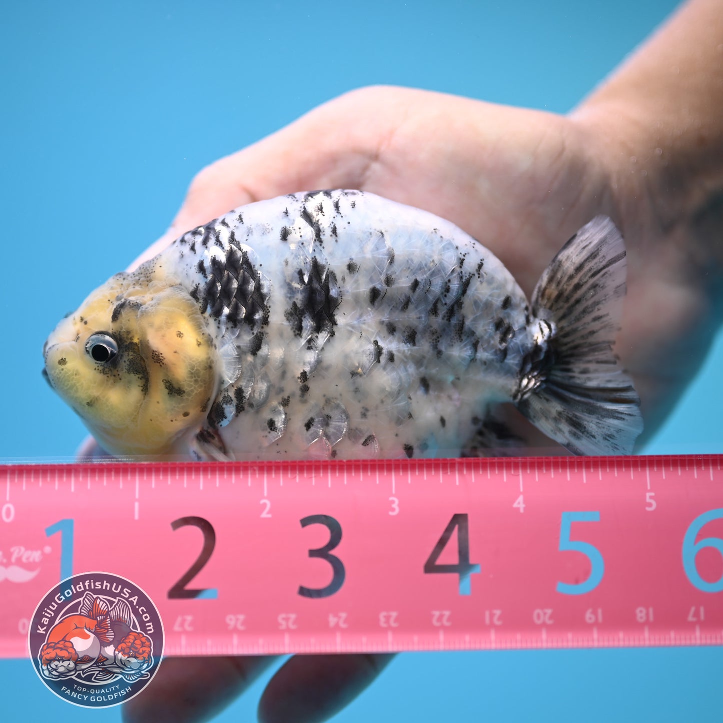 Blue Base Tiger Ranchu 4.5 inch Body (250815_RC09)