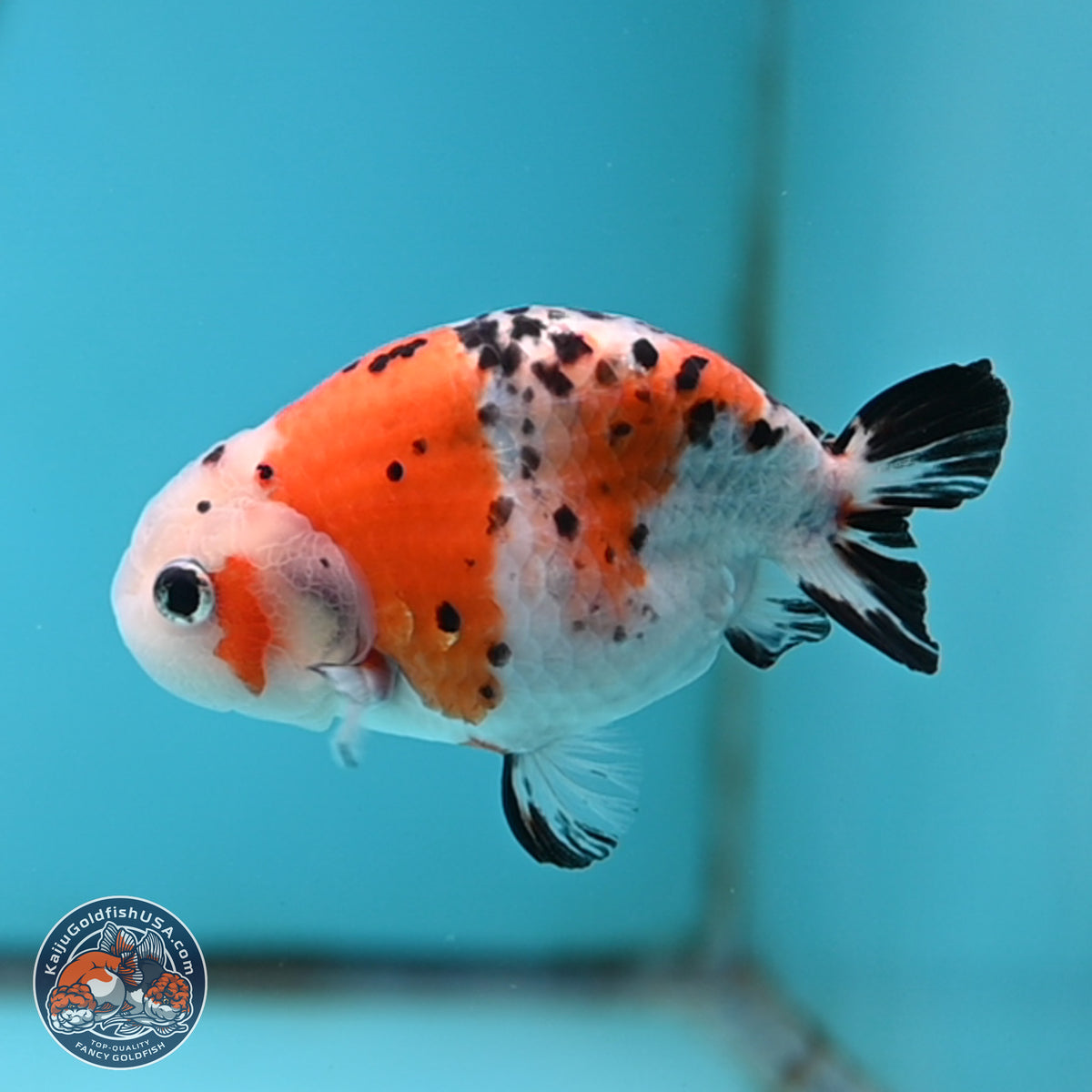 Calico Ranchu Goldfish for Sale | Kaiju Goldfish USA