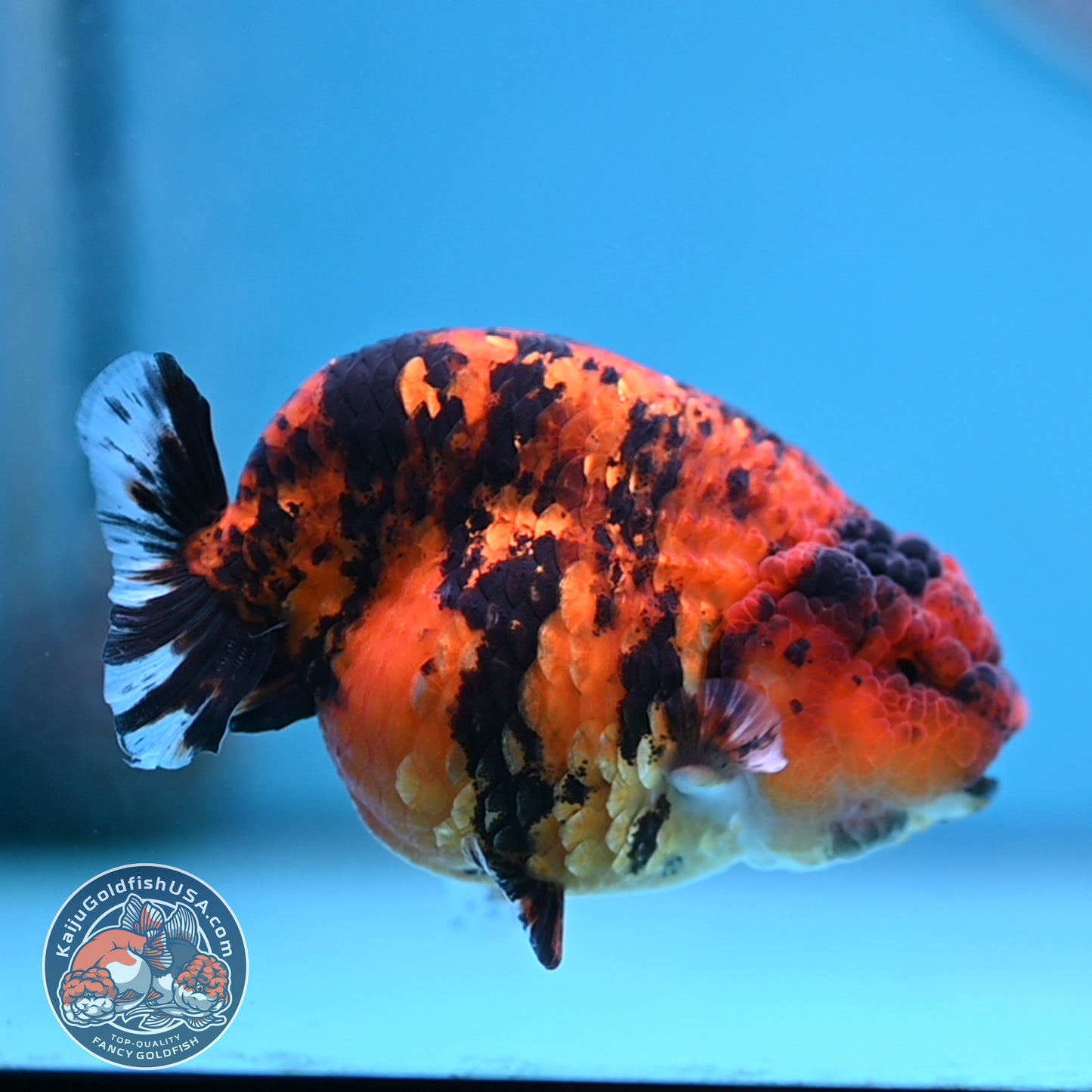 Tiger Ranchu 3.5 inches Body (250502_RC09)