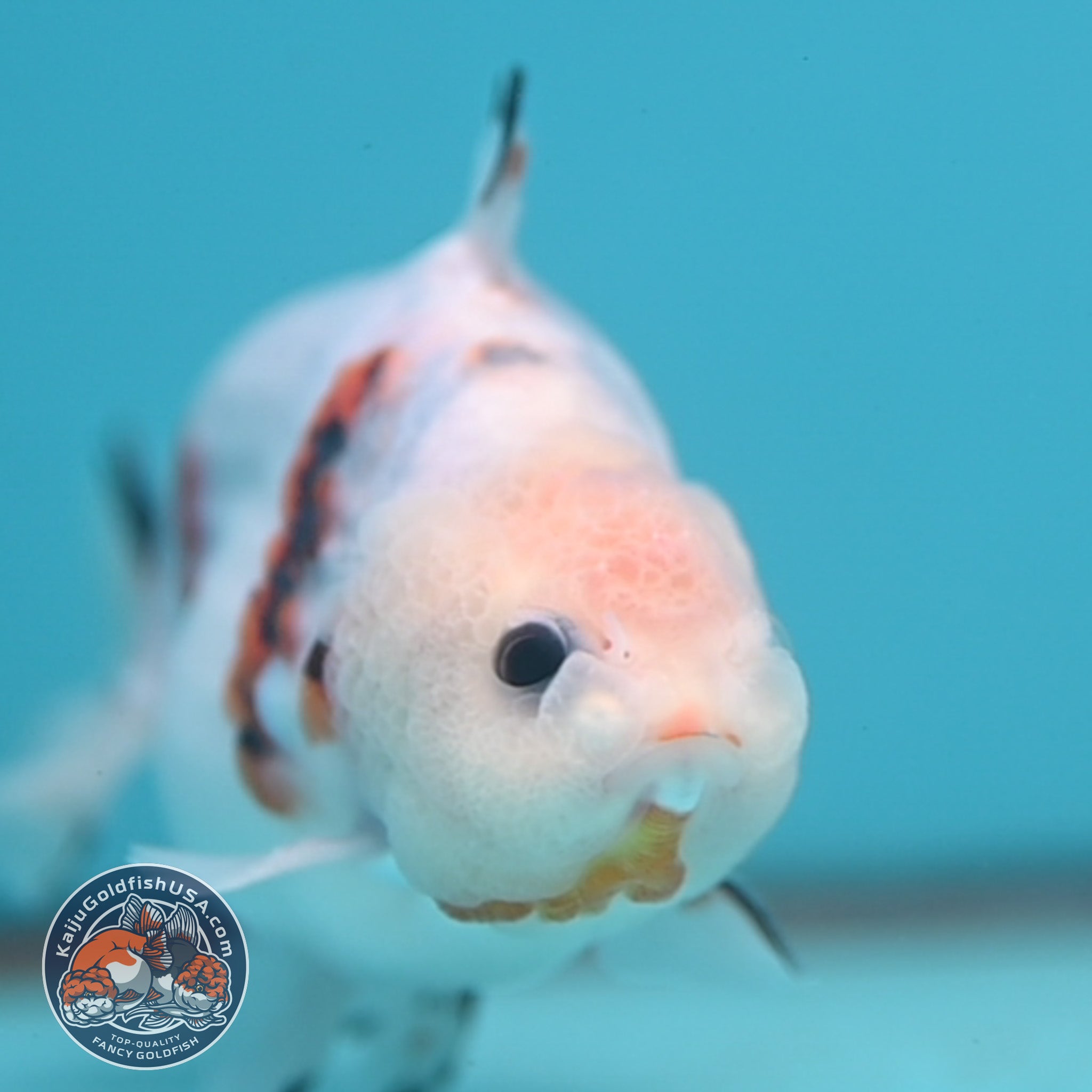 Shark Ranchu Ink Wash Sharkfin Ranchu / Sharkchu 4 inch Body (250919_RC09) – Kaiju ...