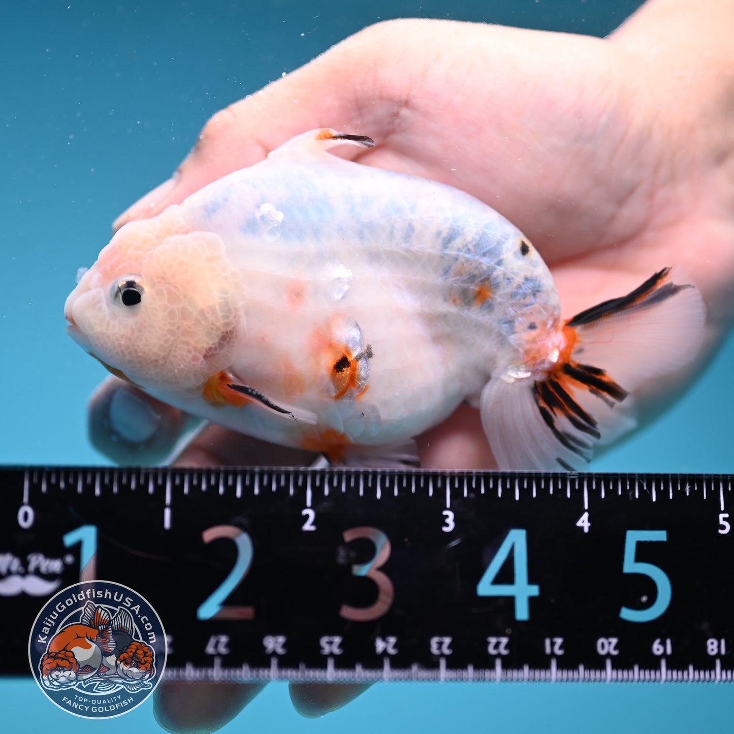 Ink Wash Sharkfin Ranchu / Sharkchu 4 inch Body (250919_RC09)