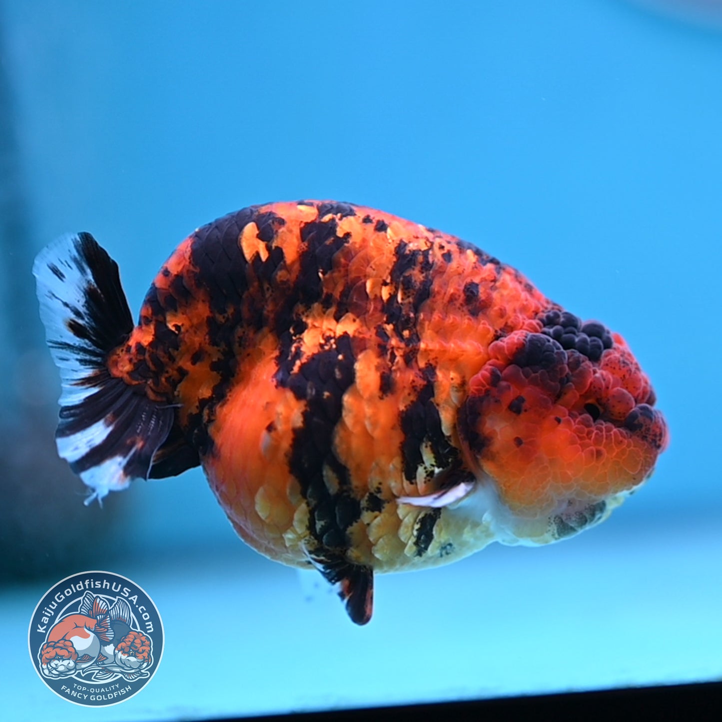 Tiger Ranchu 3.5 inches Body (250502_RC09)