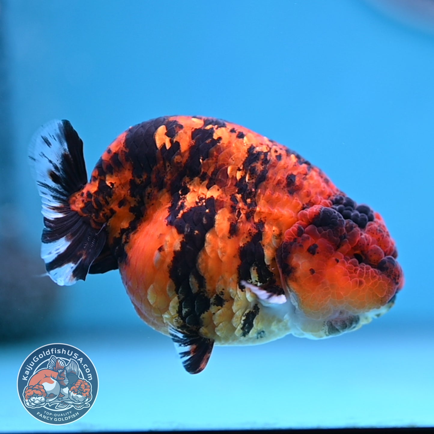 Tiger Ranchu 3.5 inches Body (250502_RC09)